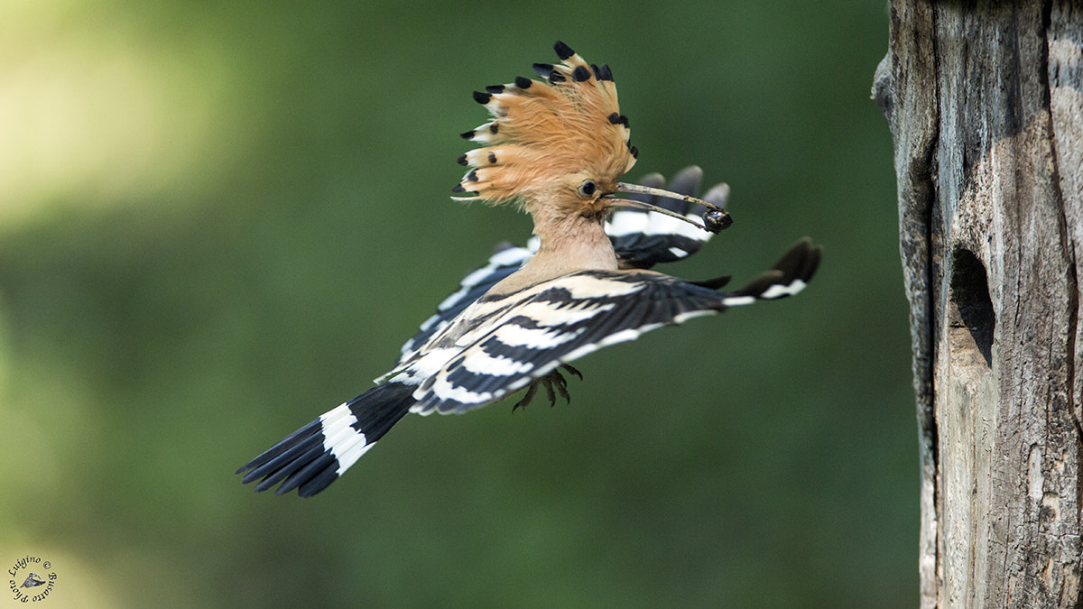 Canon EF 600mm F4L IS USM sample photo. Upupa lucia copia photography