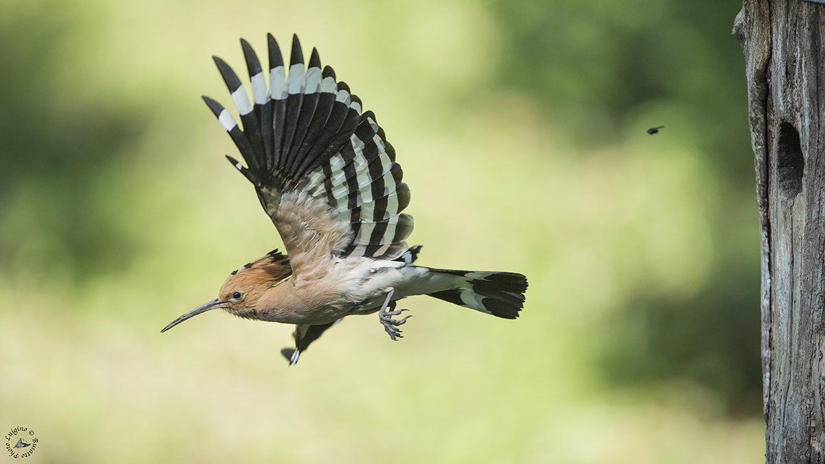 Canon EOS-1D X + Canon EF 600mm f/4L IS sample photo. Upupa lucia copia photography