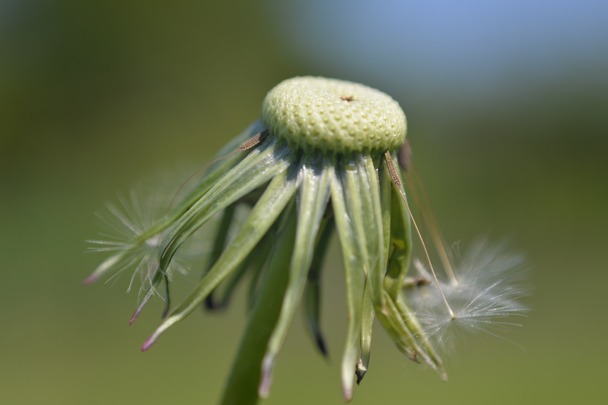 Nikon D610 + Manual Lens No CPU sample photo. Dandelion photography