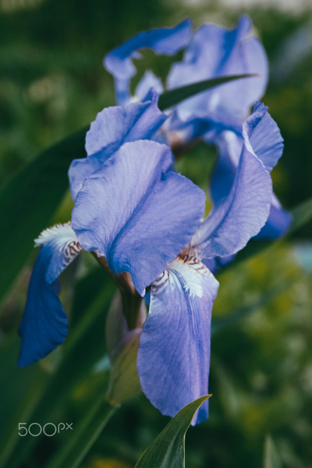 Canon EF-S 18-55mm F3.5-5.6 sample photo. Ирис photography