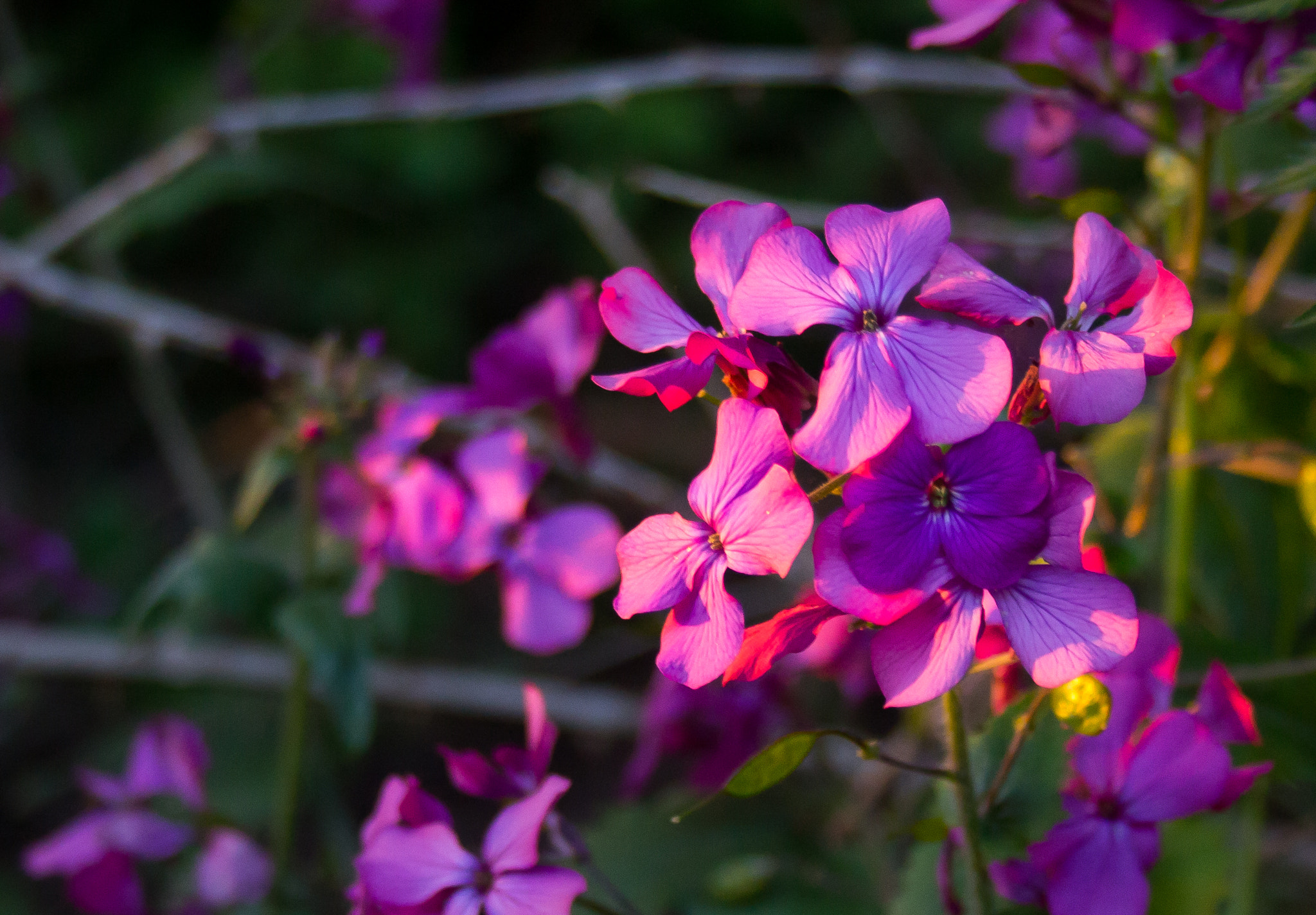 Canon EF-S 18-55mm F3.5-5.6 sample photo. Honesty in the evening sun (of ) photography