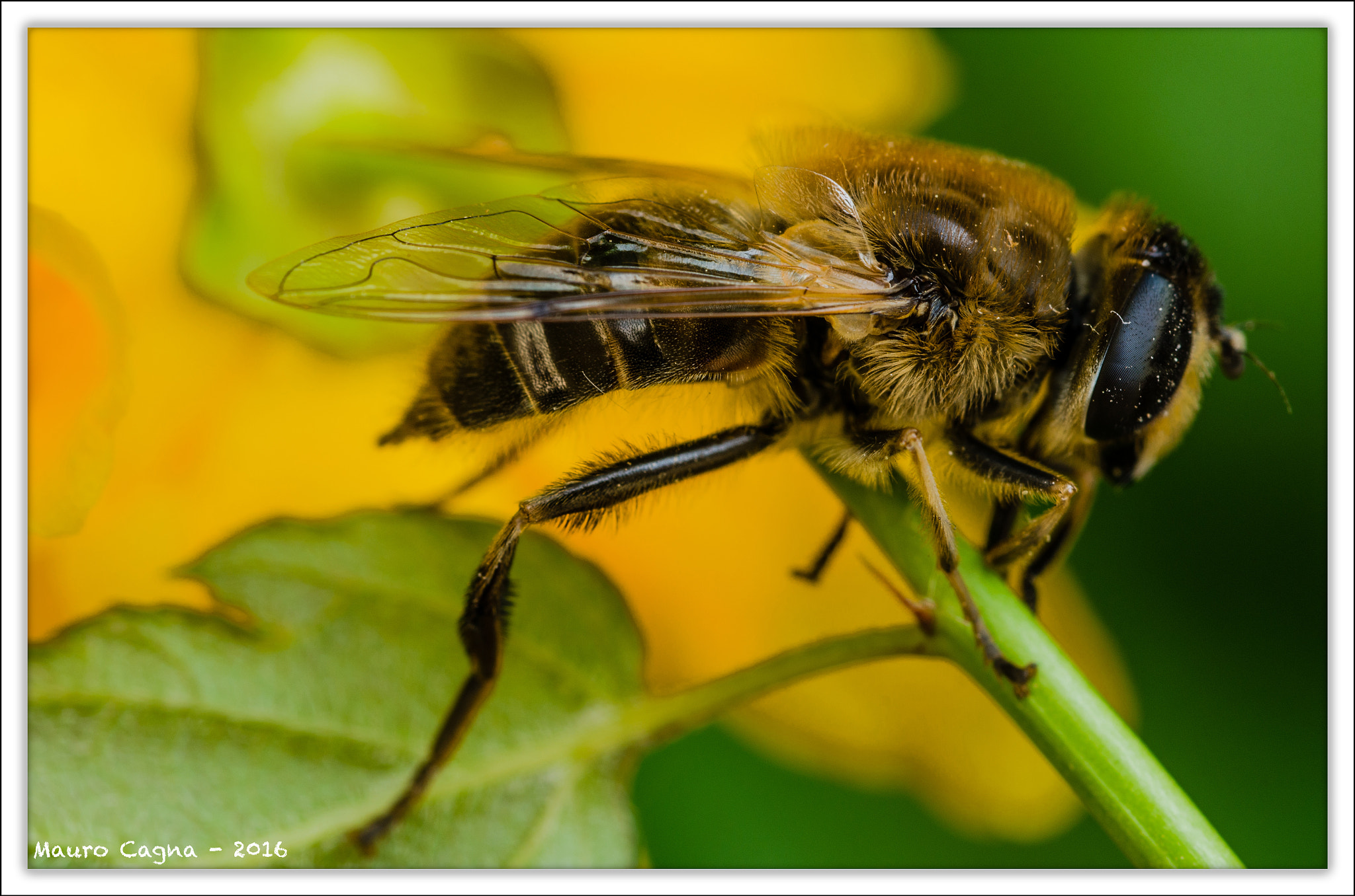 Nikon D5100 + Nikon AF Micro-Nikkor 60mm F2.8D sample photo. Ape su fiore photography