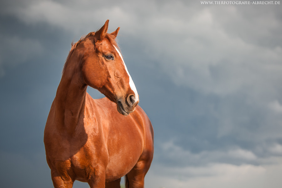 Canon EOS-1D Mark III sample photo. Changing weather photography