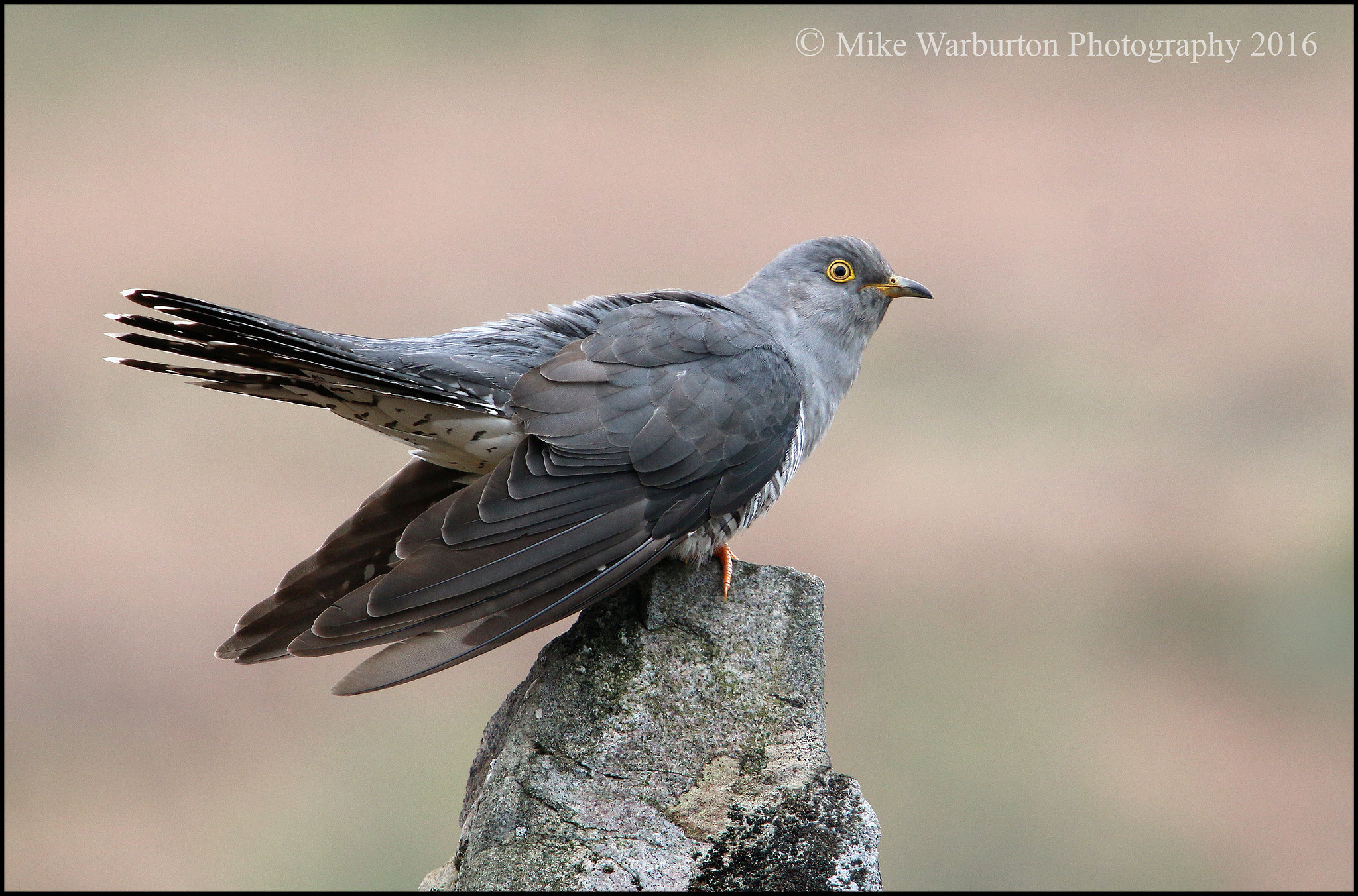 Sigma 50-500mm f/4-6.3 APO HSM EX sample photo. Cuckoo (male) photography