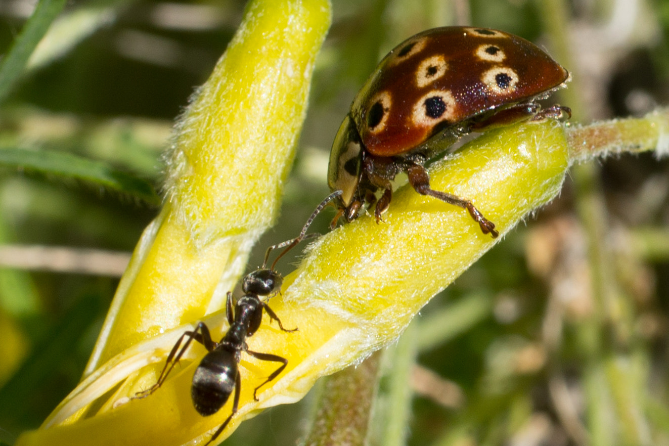 Canon EOS 6D + Canon EF 50mm F2.5 Macro sample photo. Encounter photography