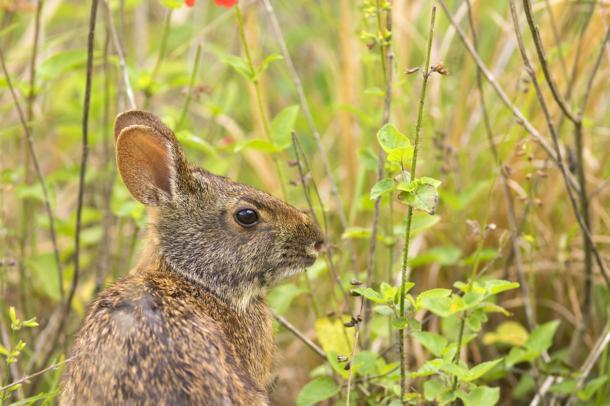 Sony a7 + Sony 70-400mm F4-5.6 G SSM sample photo. Rabbit photography