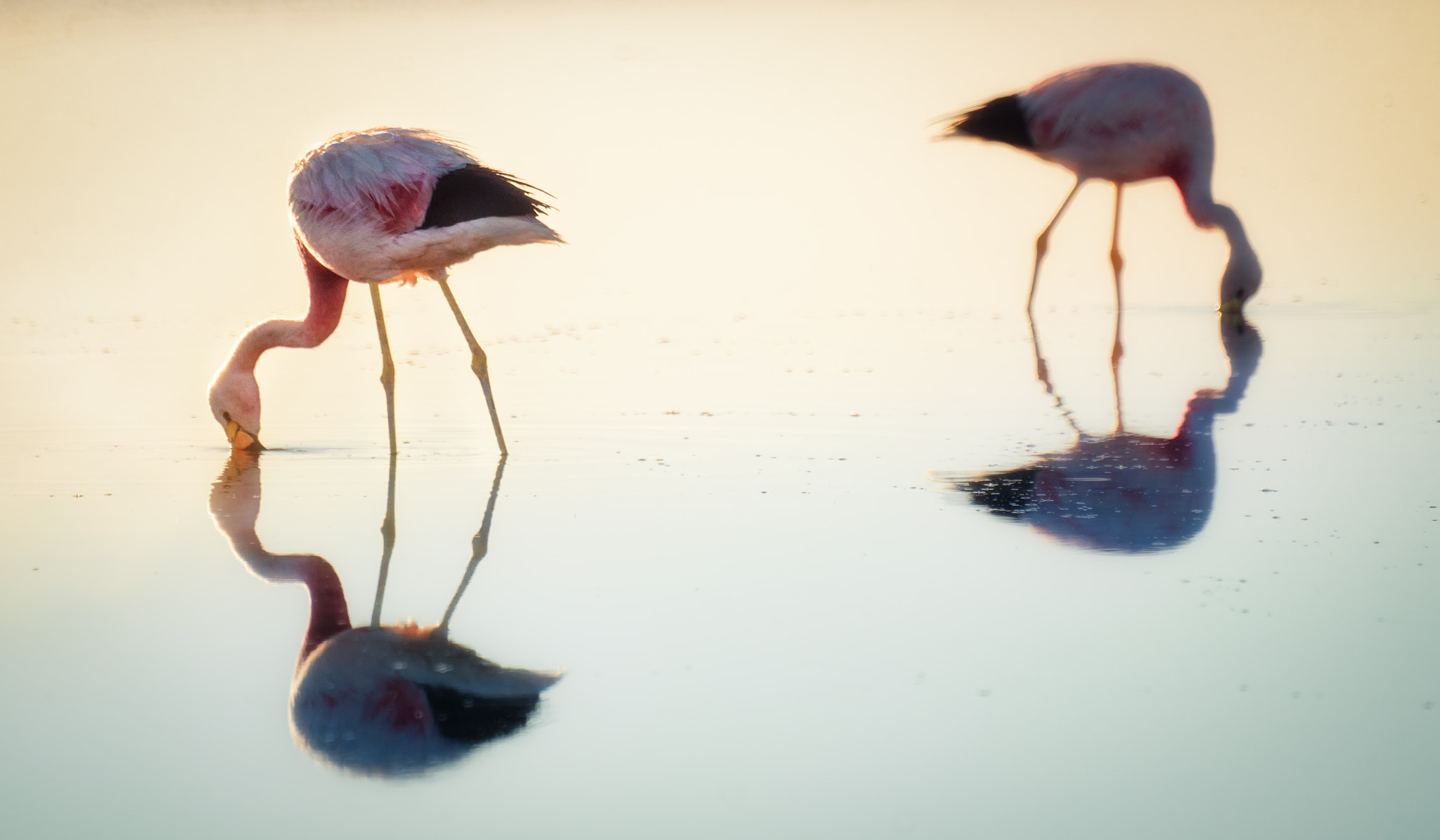 Sony a7R II + Sony 500mm F8 Reflex sample photo. Flamingos photography