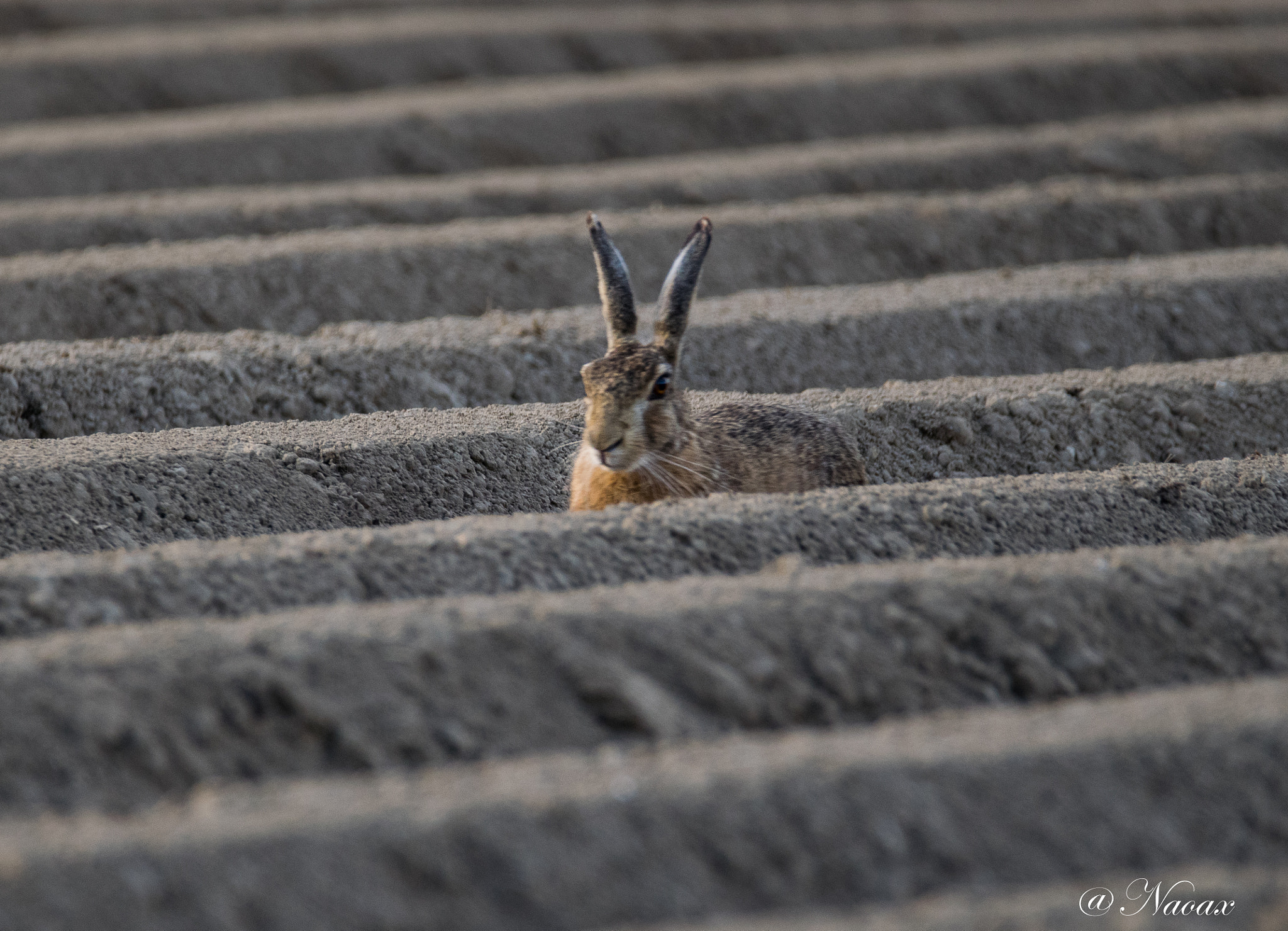 Sigma 150-600mm F5-6.3 DG OS HSM | C sample photo. Rabit be photography