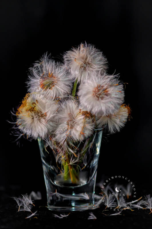 Sigma 105mm F2.8 EX DG Macro sample photo. Dandelions in glass photography