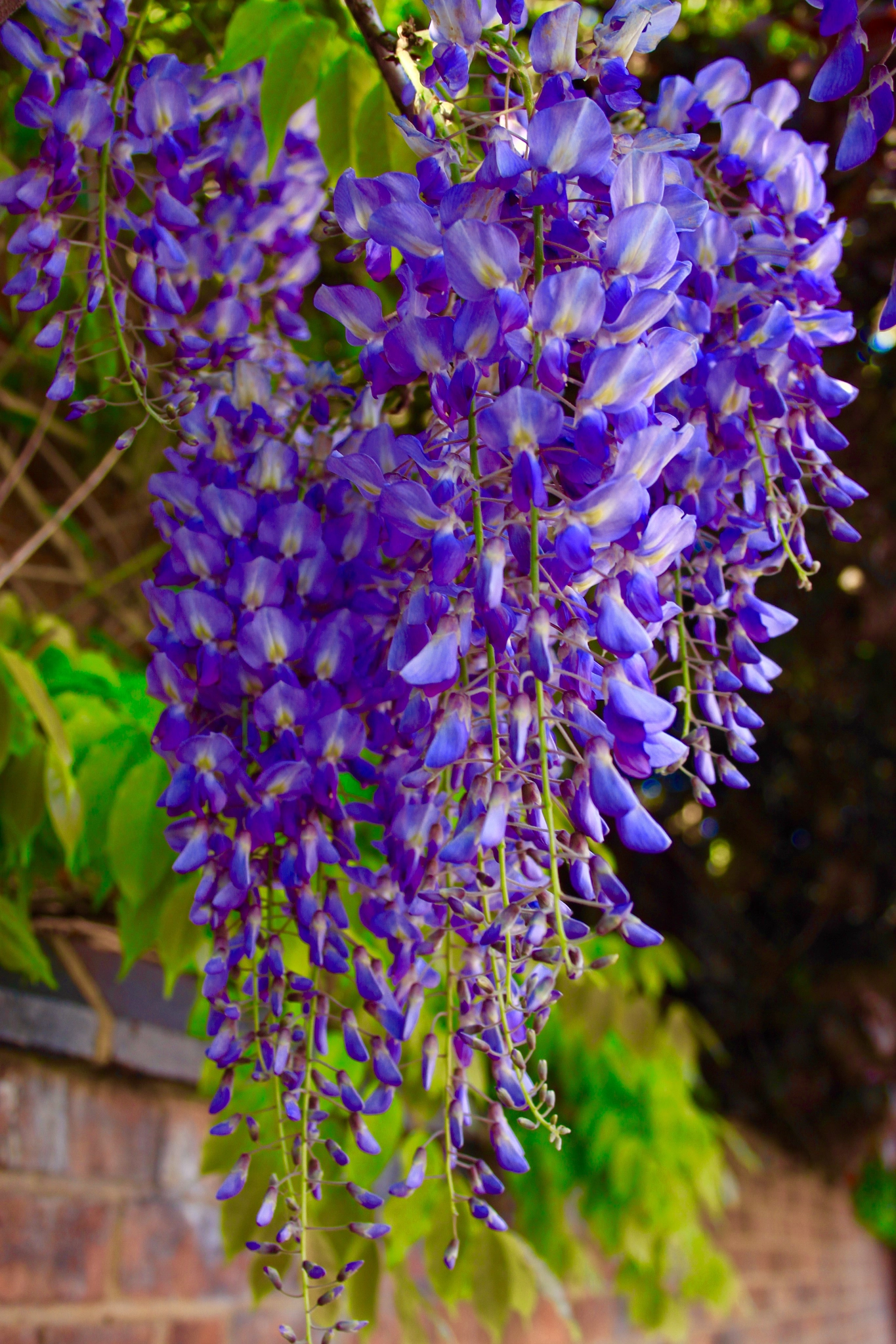 Canon EF-S 18-55mm F3.5-5.6 sample photo. Wisteria photography