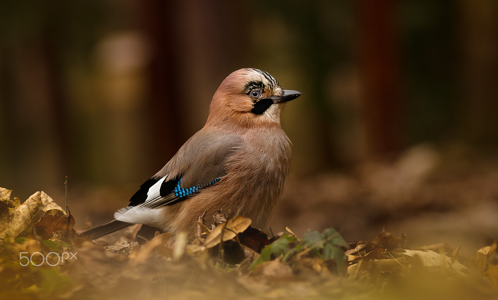 Canon EF 200mm F2.8L II USM sample photo. Sojka obecná photography