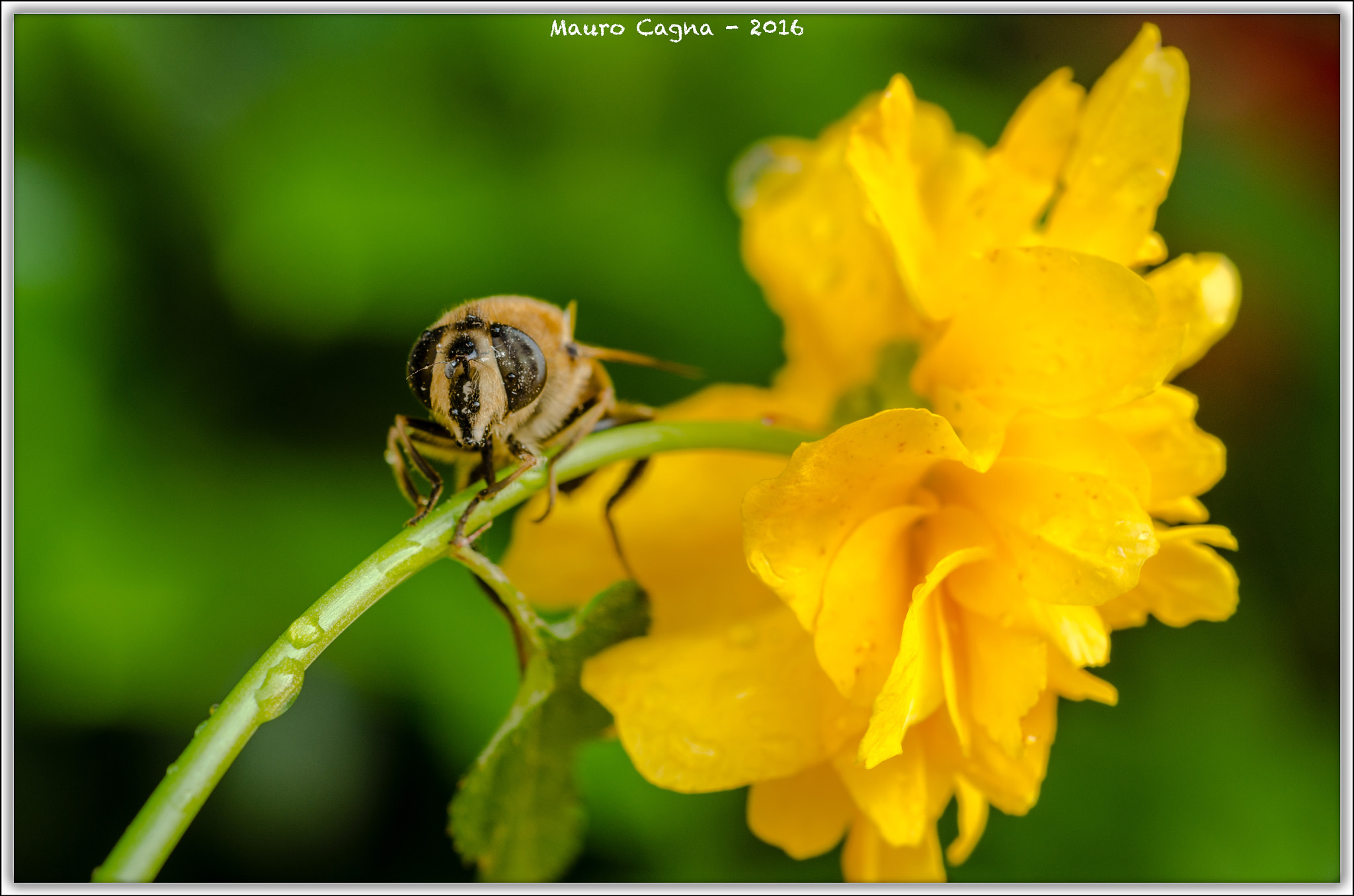 Nikon D5100 + Nikon AF Micro-Nikkor 60mm F2.8D sample photo. Ape su fiore #2 photography