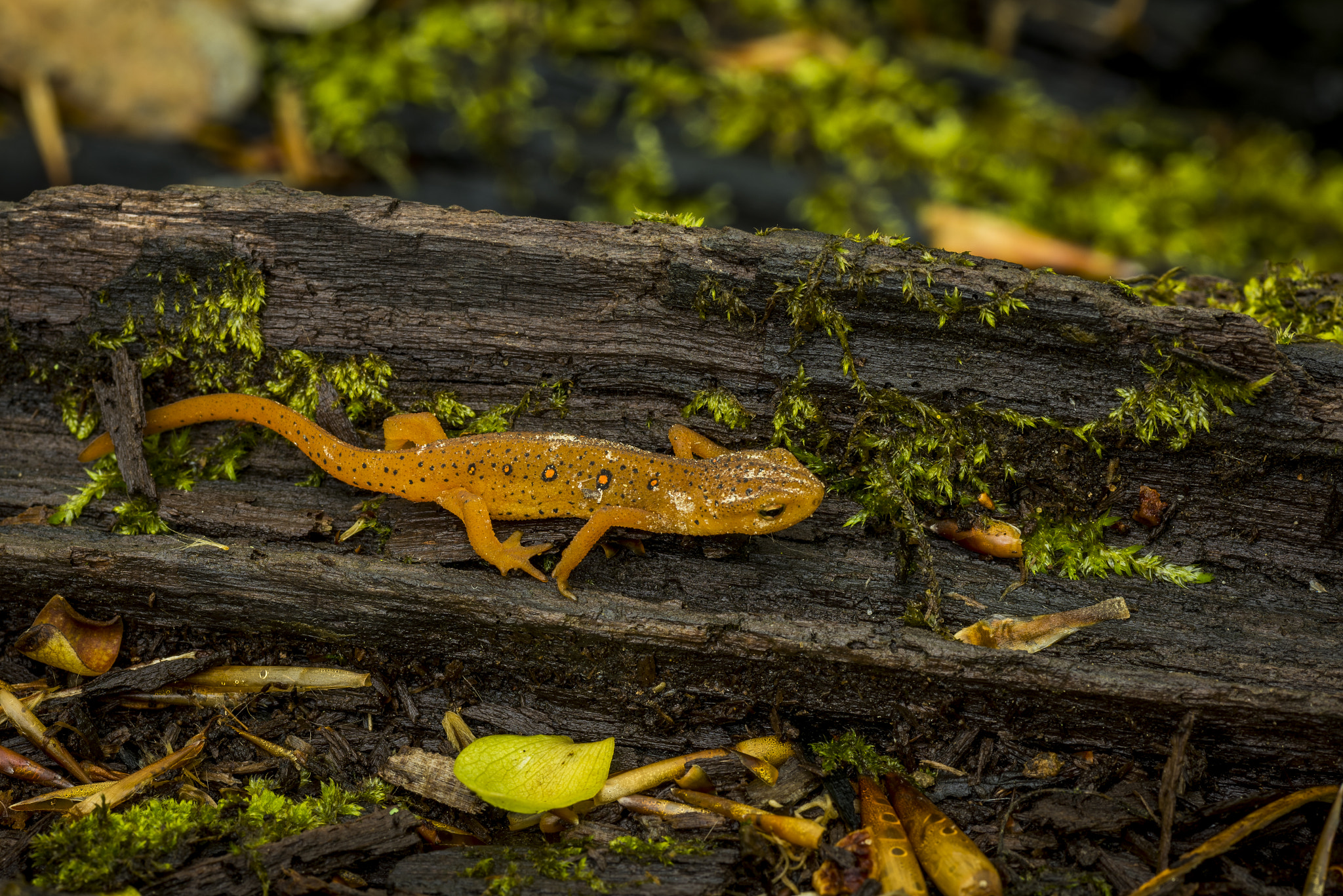 Nikon D810 + Tamron SP 90mm F2.8 Di VC USD 1:1 Macro sample photo. Red eft in forest photography
