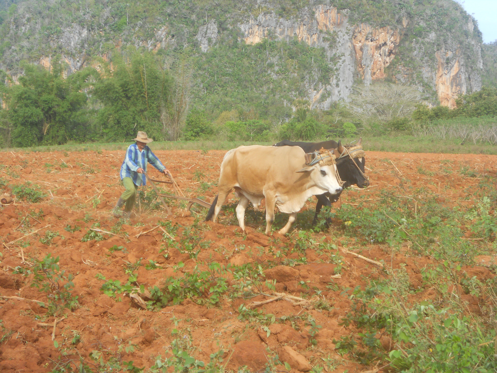 Nikon COOLPIX S2550 sample photo. Farmer plowing the field so he can plant a new tobacco crop photography