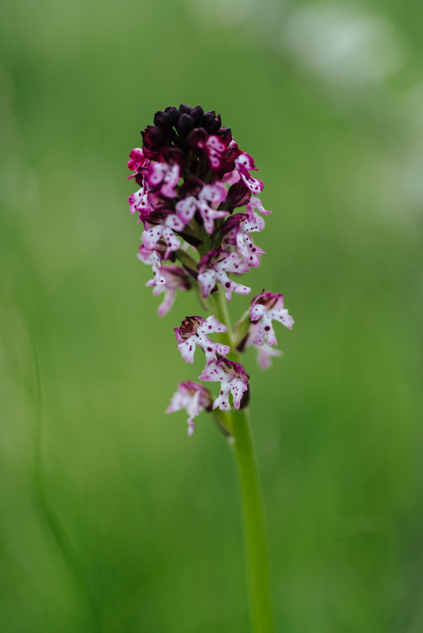 AF Micro-Nikkor 60mm f/2.8 sample photo. Orchis ustulata photography