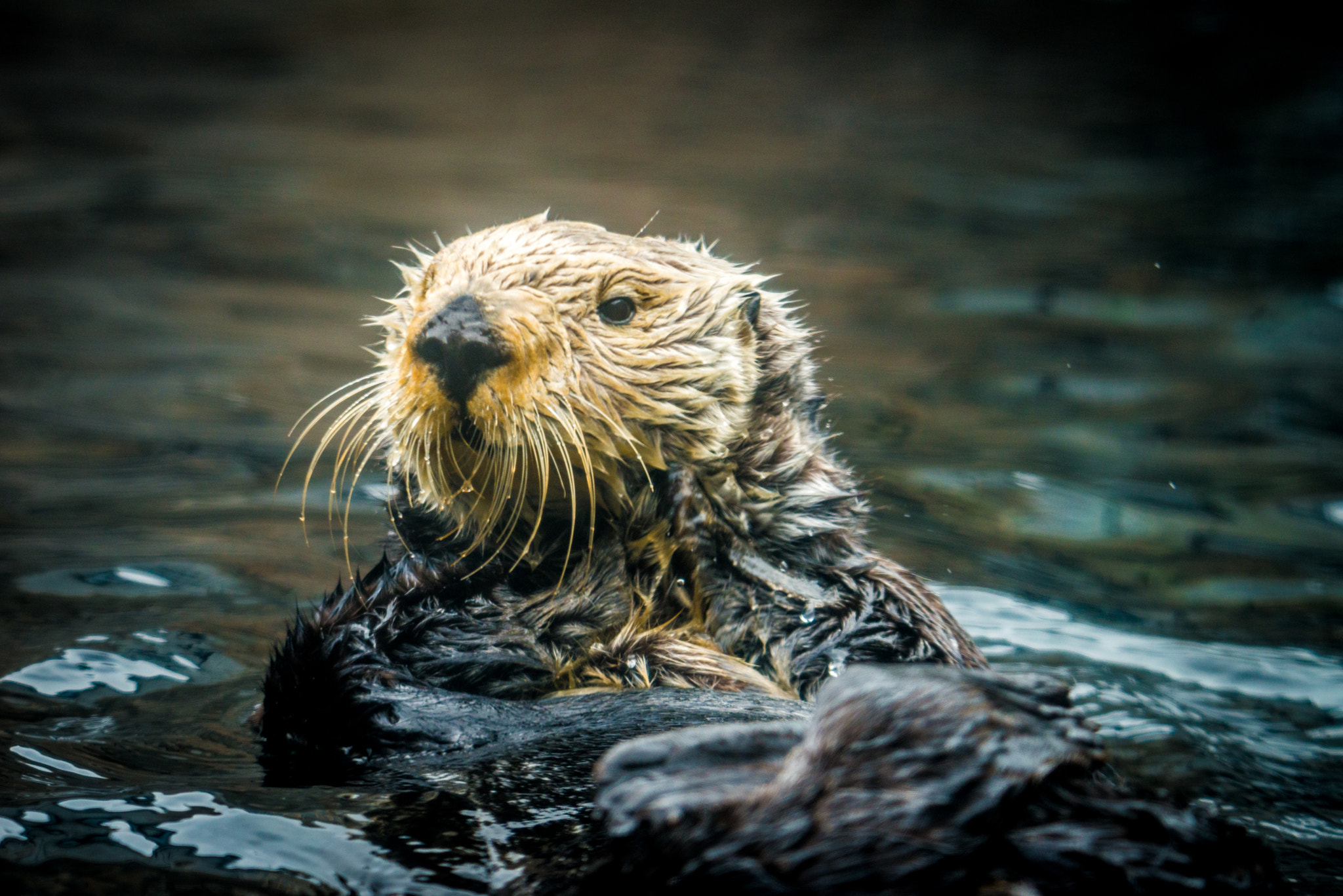 Nikon D800E sample photo. Sea otter at monterey bay photography