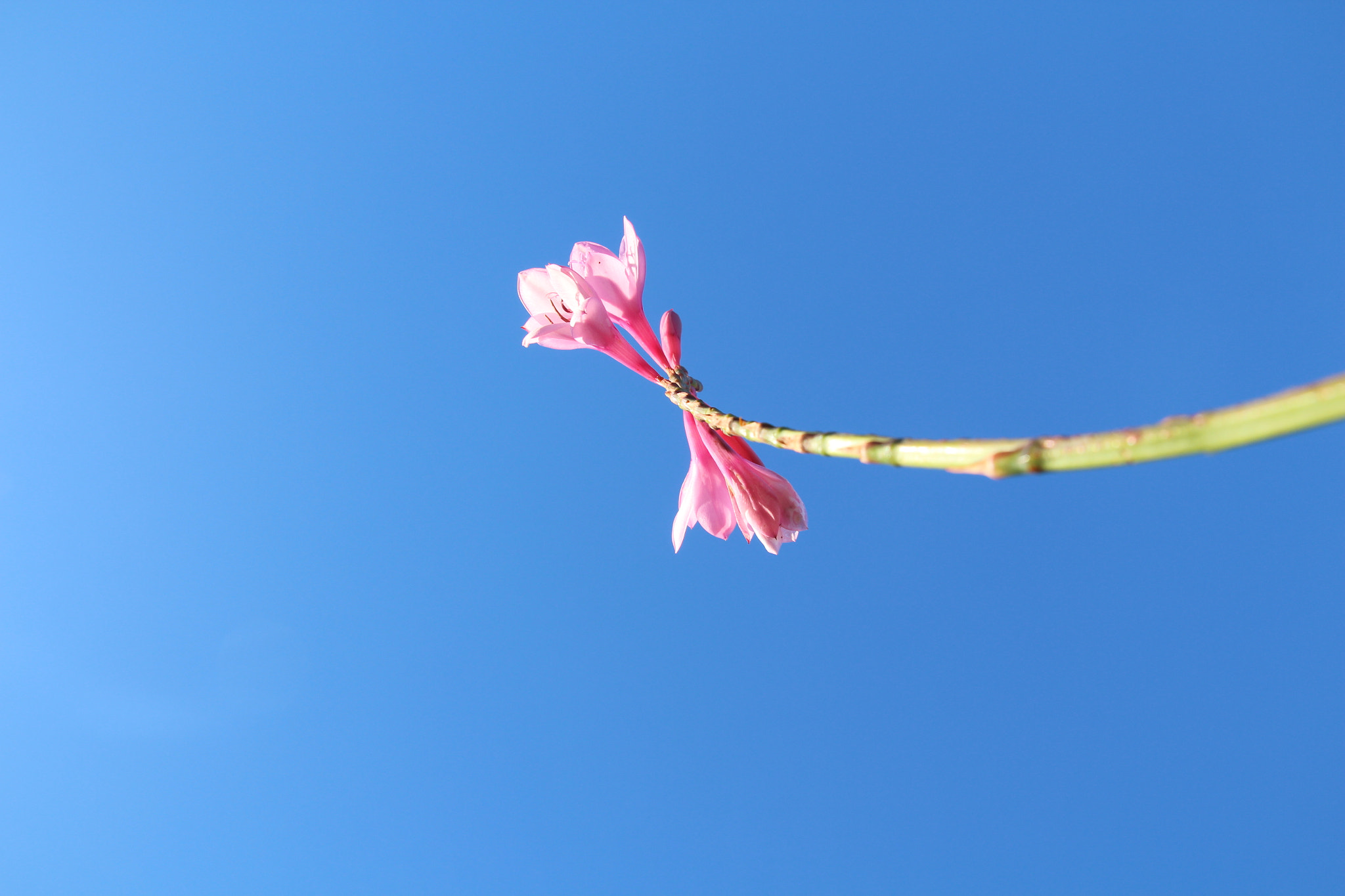 Canon EOS M sample photo. Bug's point of view photography