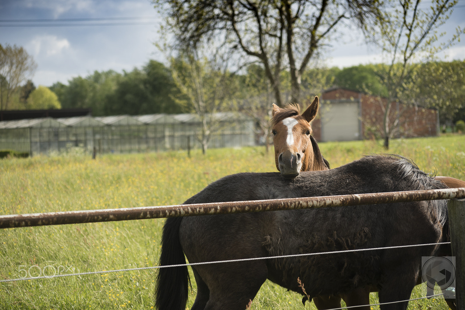 Nikon D750 + AF Nikkor 70-210mm f/4-5.6 sample photo. Horses enjoying spring photography