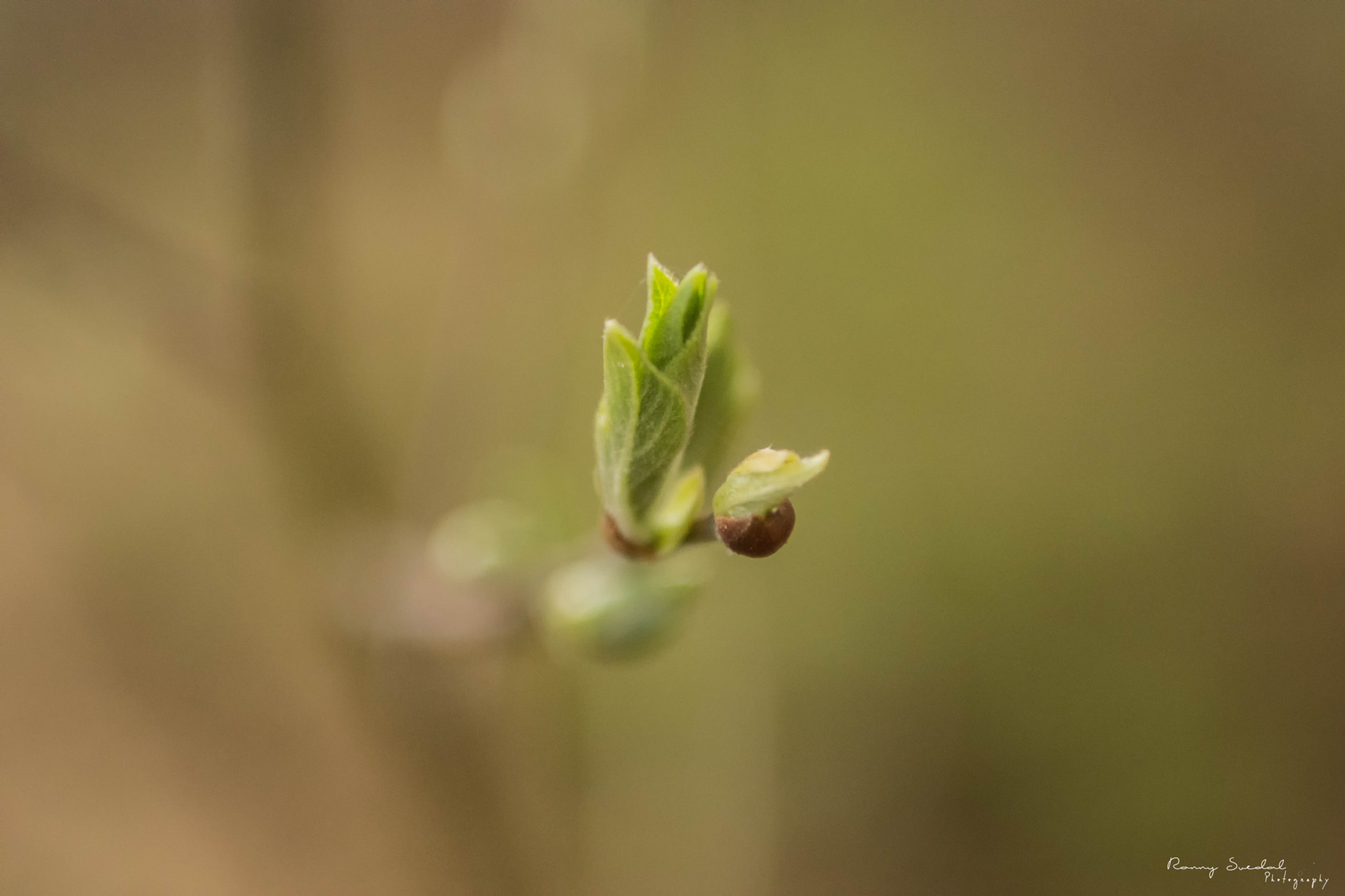 Nikon D7200 + Sigma 24-70mm F2.8 EX DG Macro sample photo. Beginning af spring photography