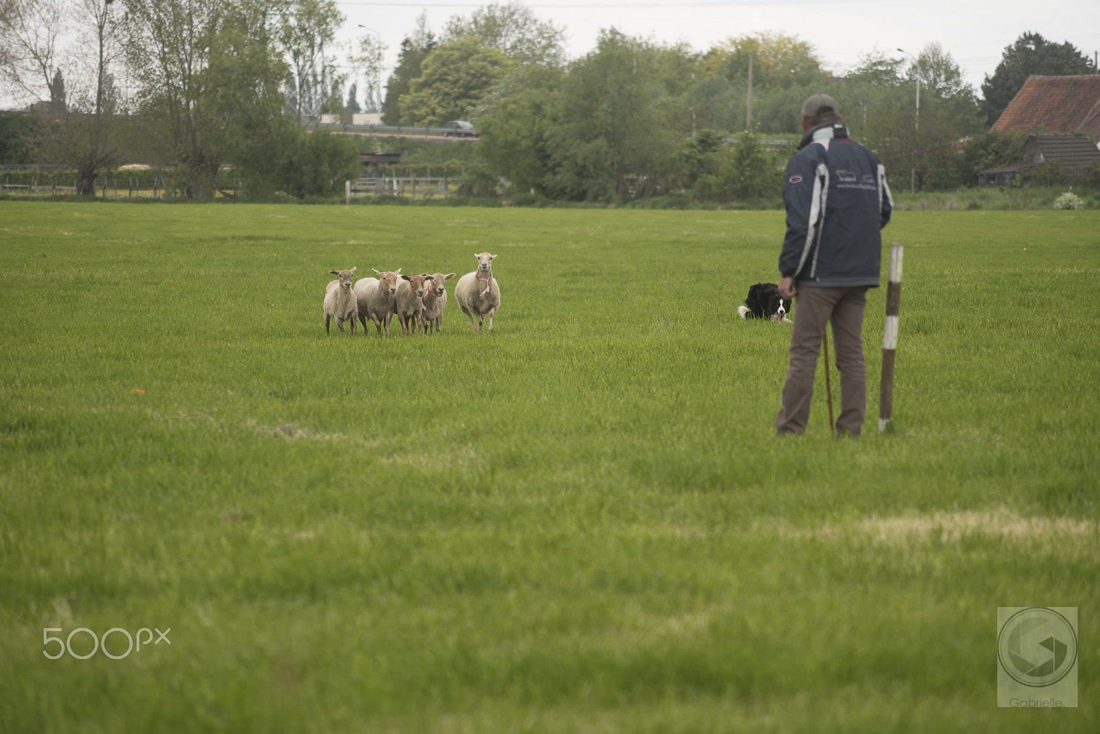 Nikon D750 + AF Nikkor 70-210mm f/4-5.6 sample photo. Sheepherding trial photography