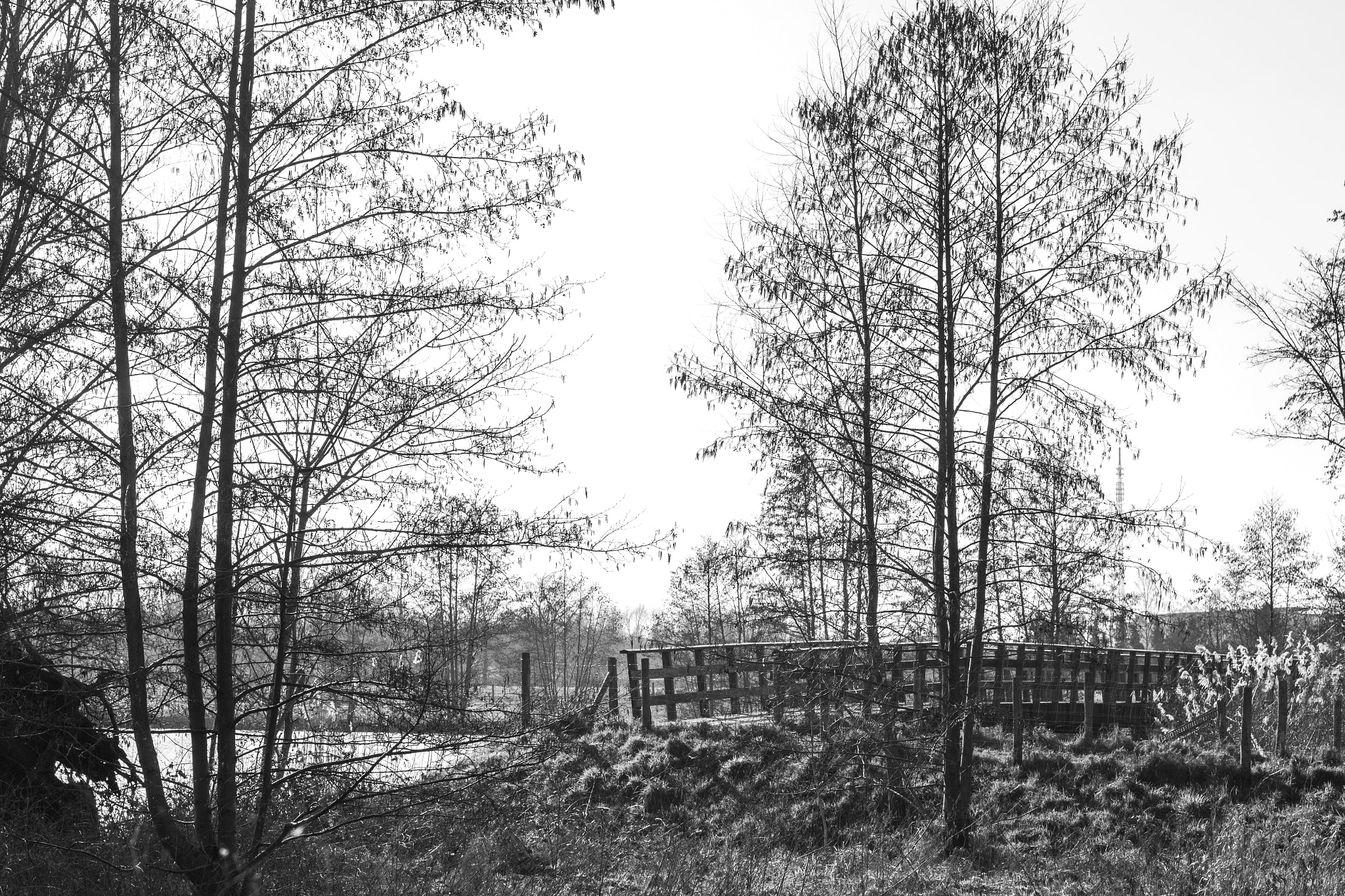 Canon EOS 700D (EOS Rebel T5i / EOS Kiss X7i) + Canon EF 50mm F1.4 USM sample photo. Forest photography