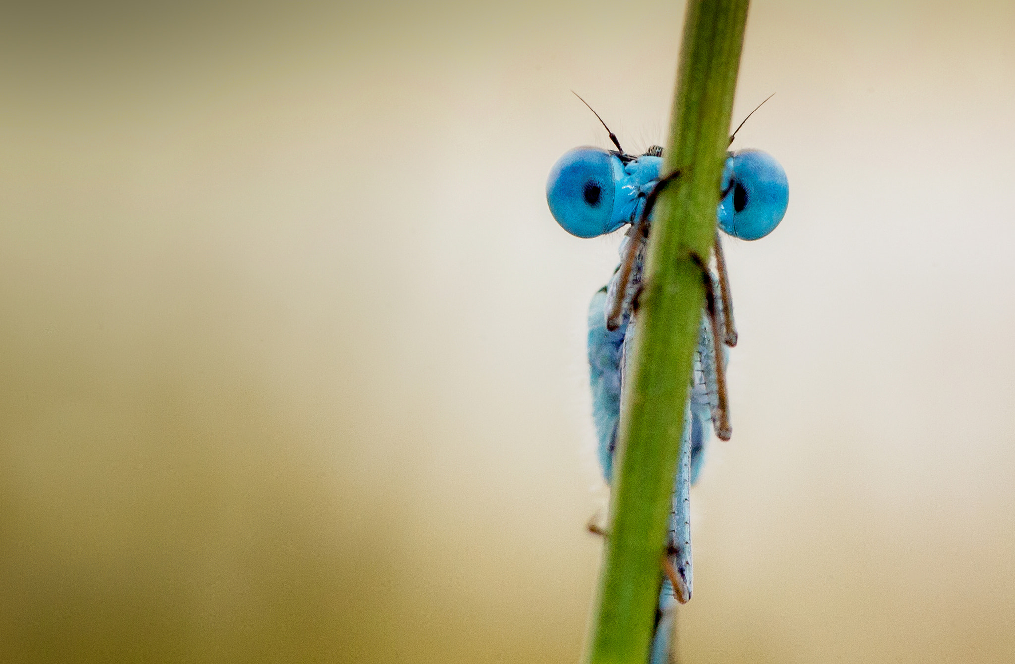 Canon EOS 5D + Canon EF 100mm F2.8 Macro USM sample photo. Взгляд на фоторафа photography