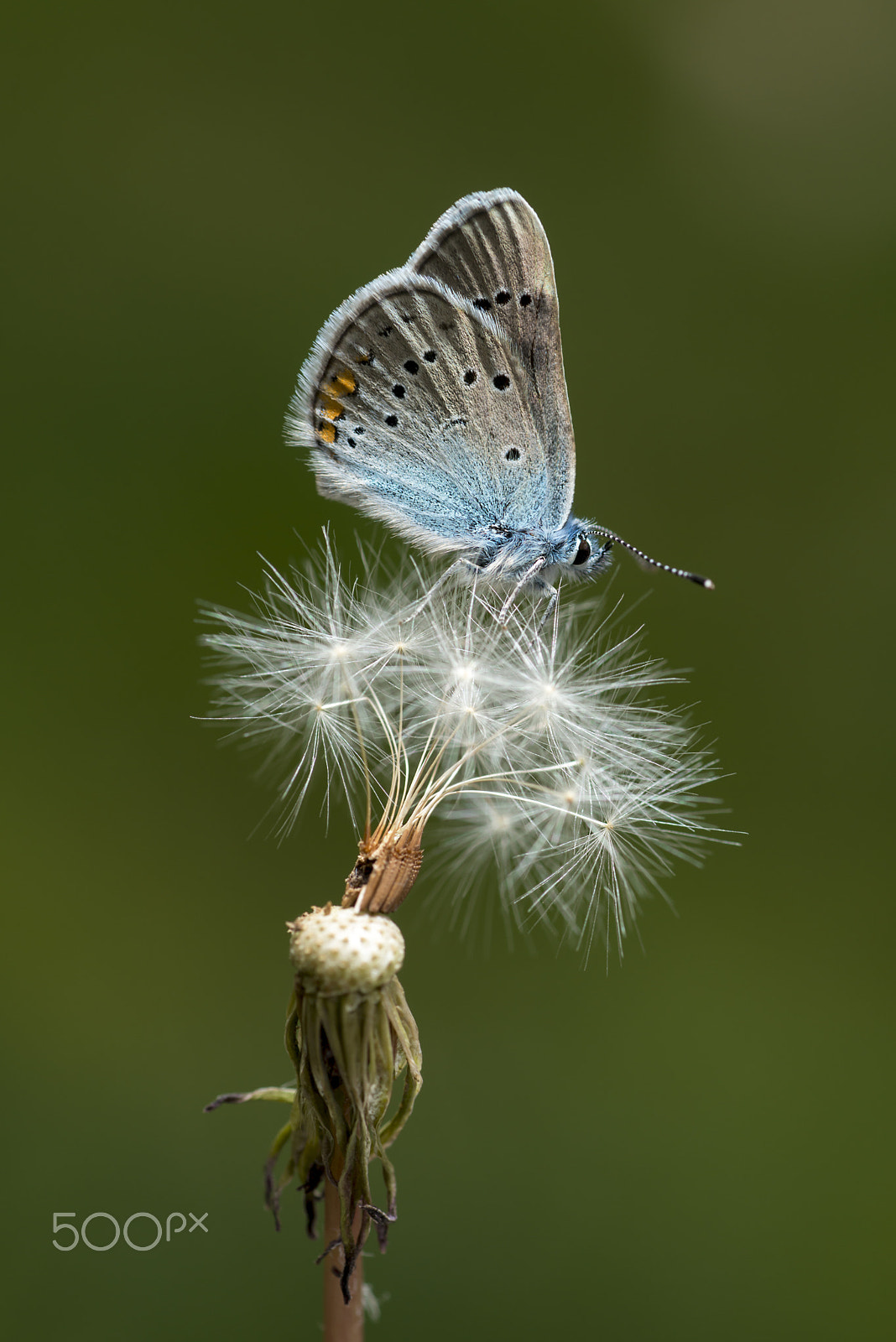 Nikon D800E sample photo. Butterfly photography