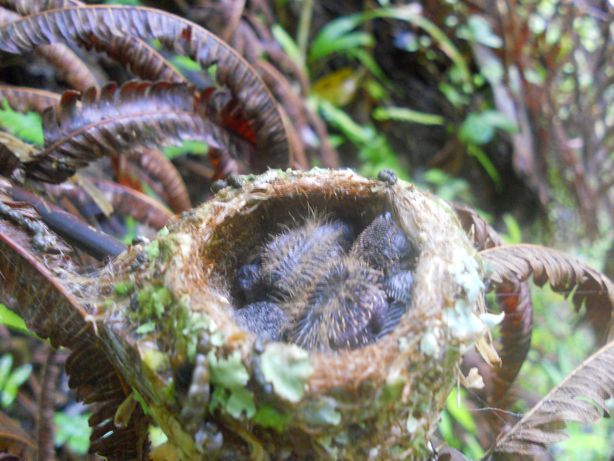 Nikon COOLPIX S2550 sample photo. Young humming bird hatchlings photography