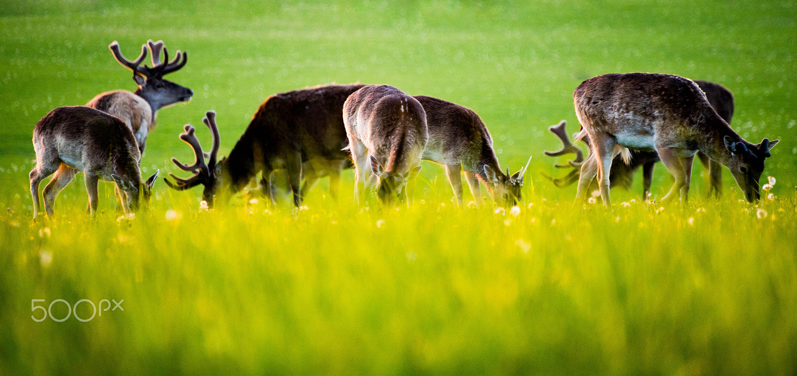 Tamron SP 70-300mm F4-5.6 Di USD sample photo. Wonderful denmark photography