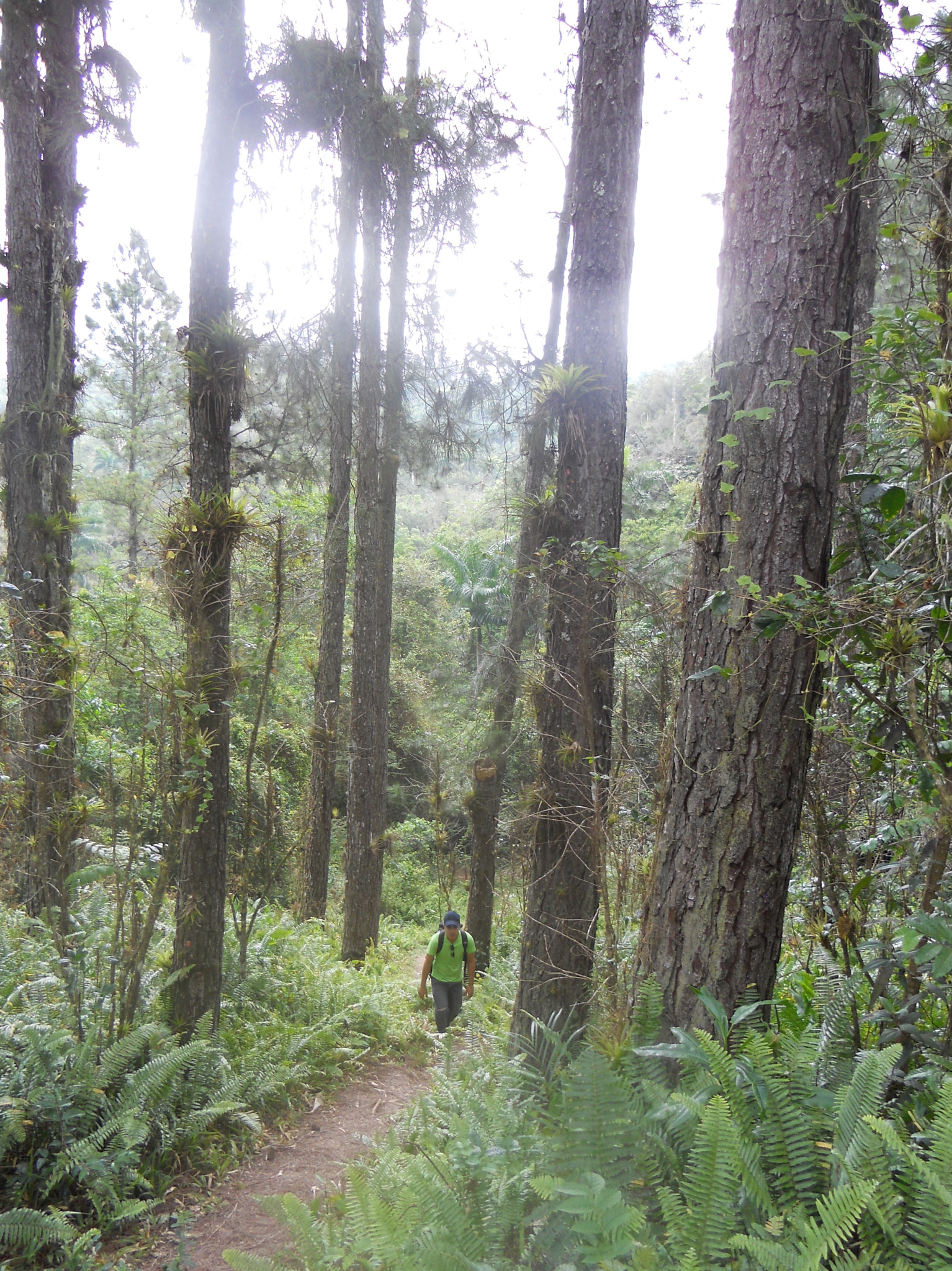 Nikon COOLPIX S2550 sample photo. My guide through the jungle in cuba photography