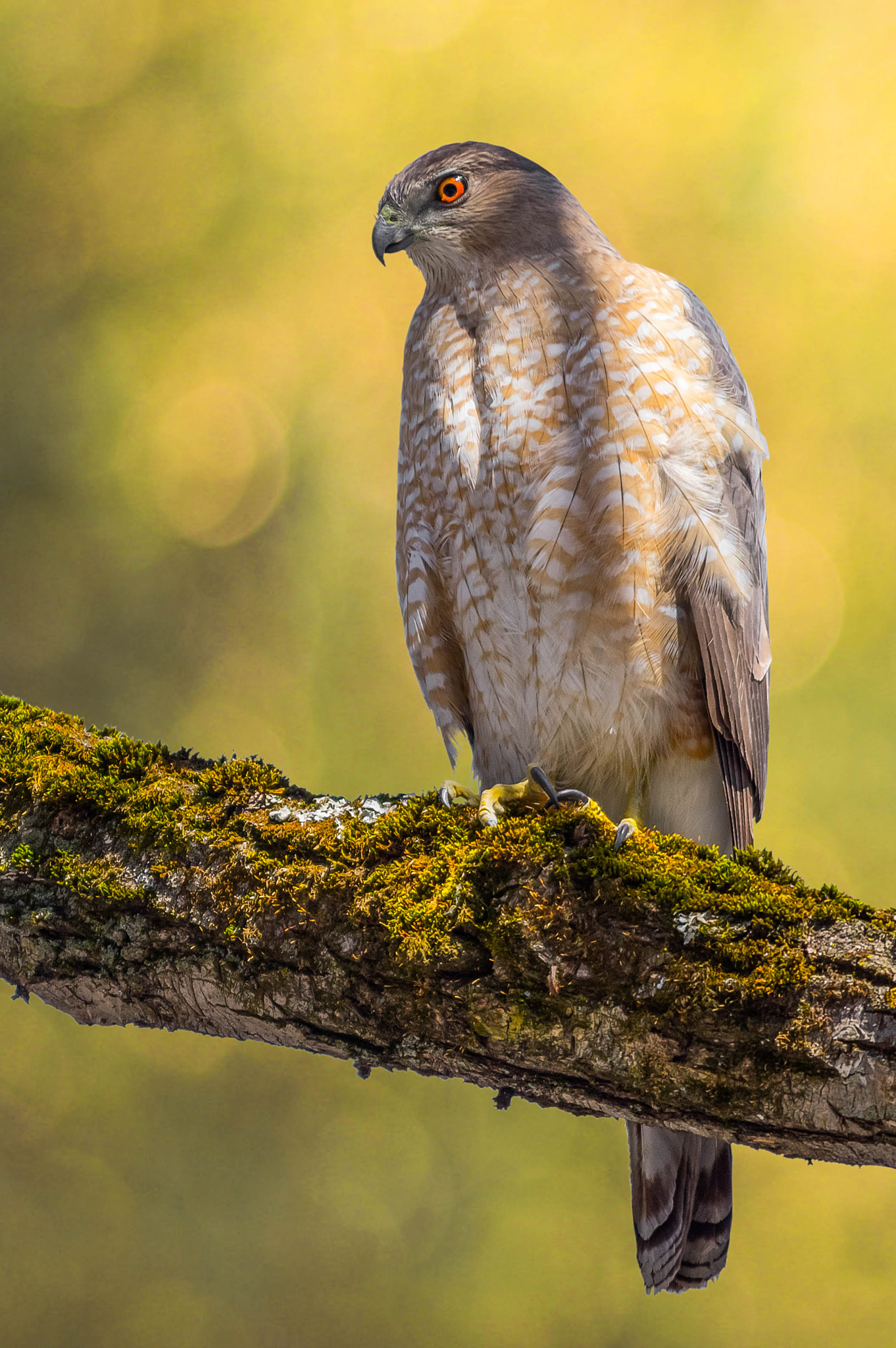 Sigma 150-500mm F5-6.3 DG OS HSM sample photo. The observer photography