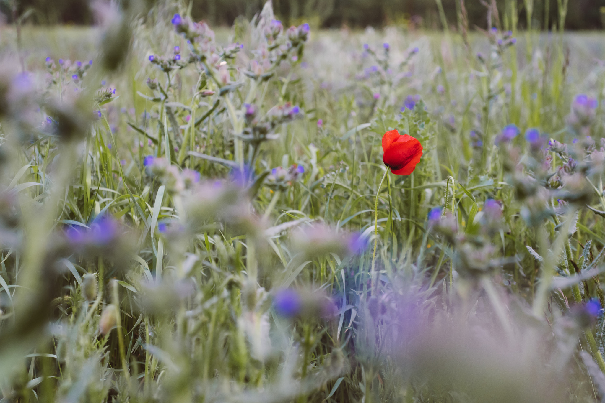 Nikon D750 + AF Micro-Nikkor 60mm f/2.8 sample photo. Poppy seed _ 14.05 photography