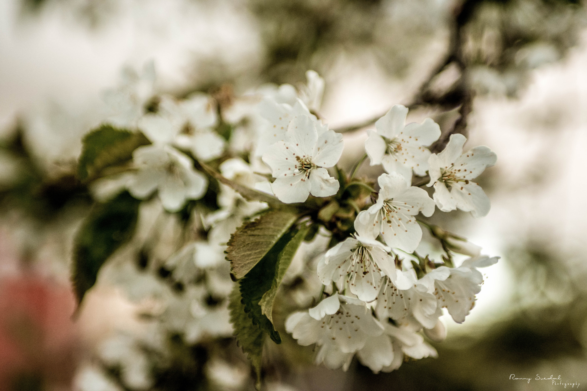 Nikon D7200 + Sigma 24-70mm F2.8 EX DG Macro sample photo. Still life photography