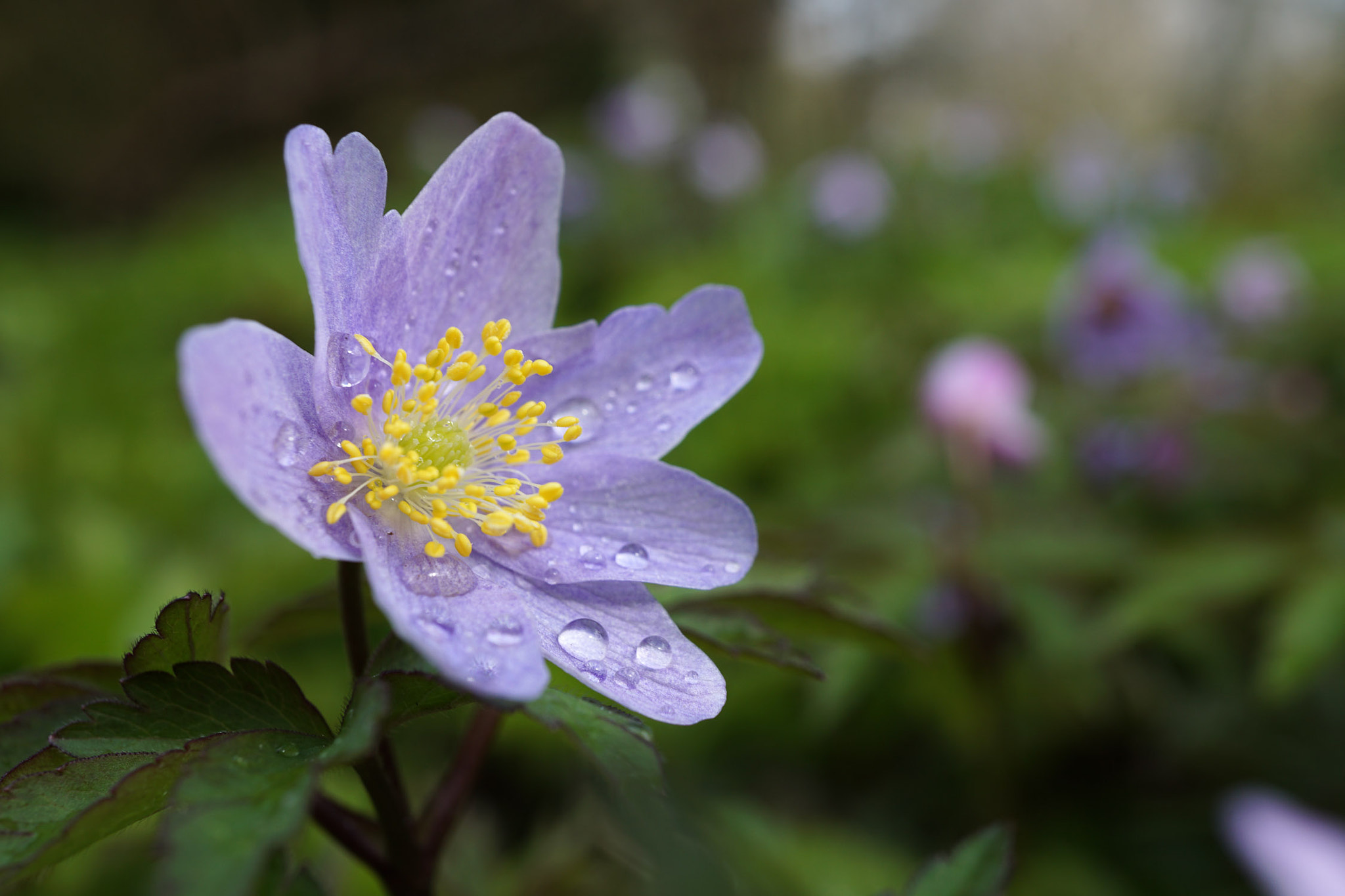 Sony a5100 + Sony E 30mm F3.5 Macro sample photo