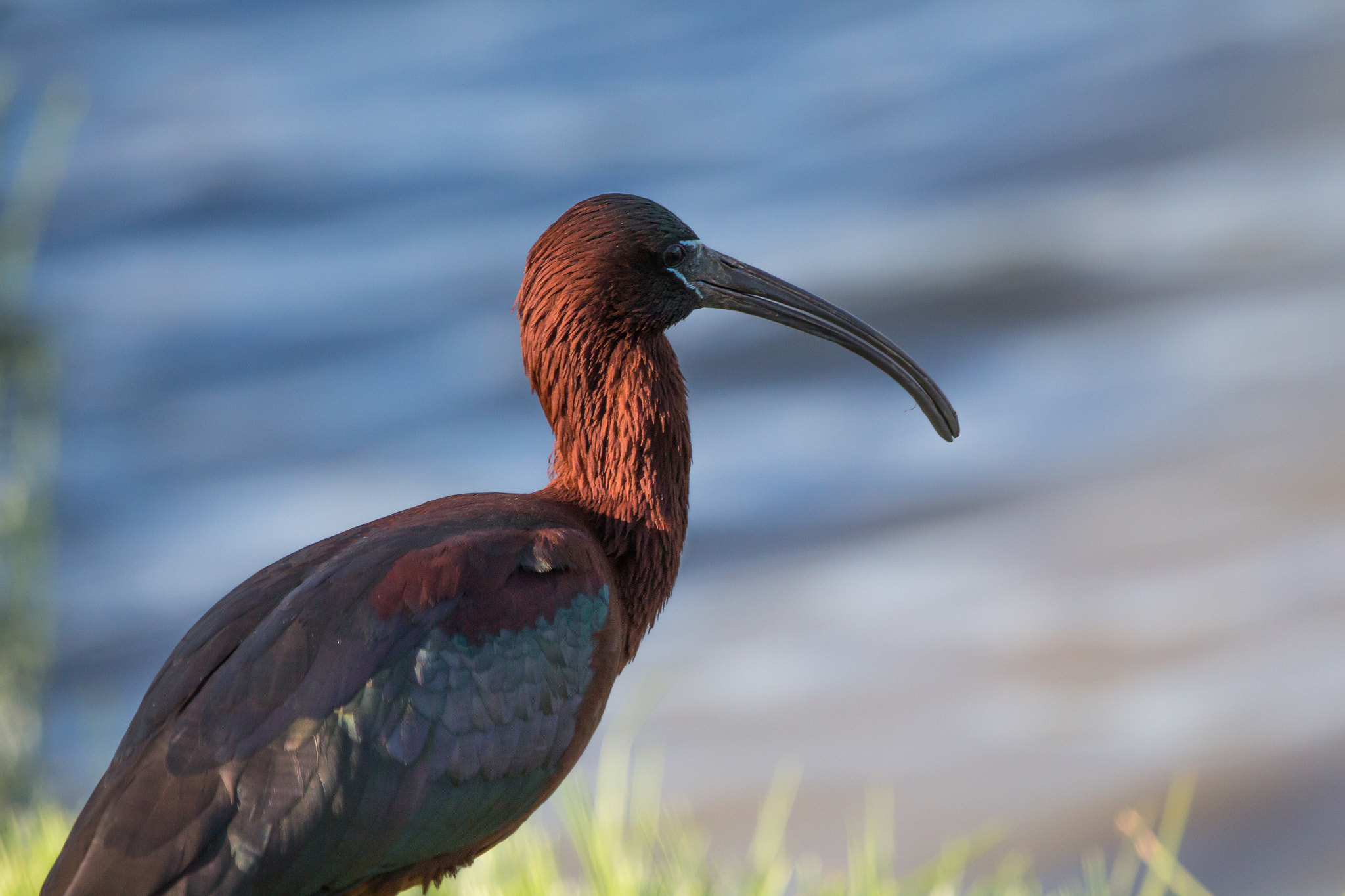 Canon EOS 650D (EOS Rebel T4i / EOS Kiss X6i) + Canon EF 100-400mm F4.5-5.6L IS USM sample photo. Glossy ibis 1 photography