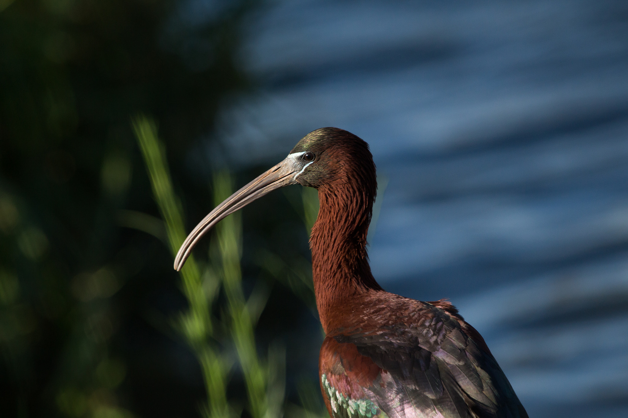 Canon EF 100-400mm F4.5-5.6L IS USM sample photo. Glossy ibis 2 photography