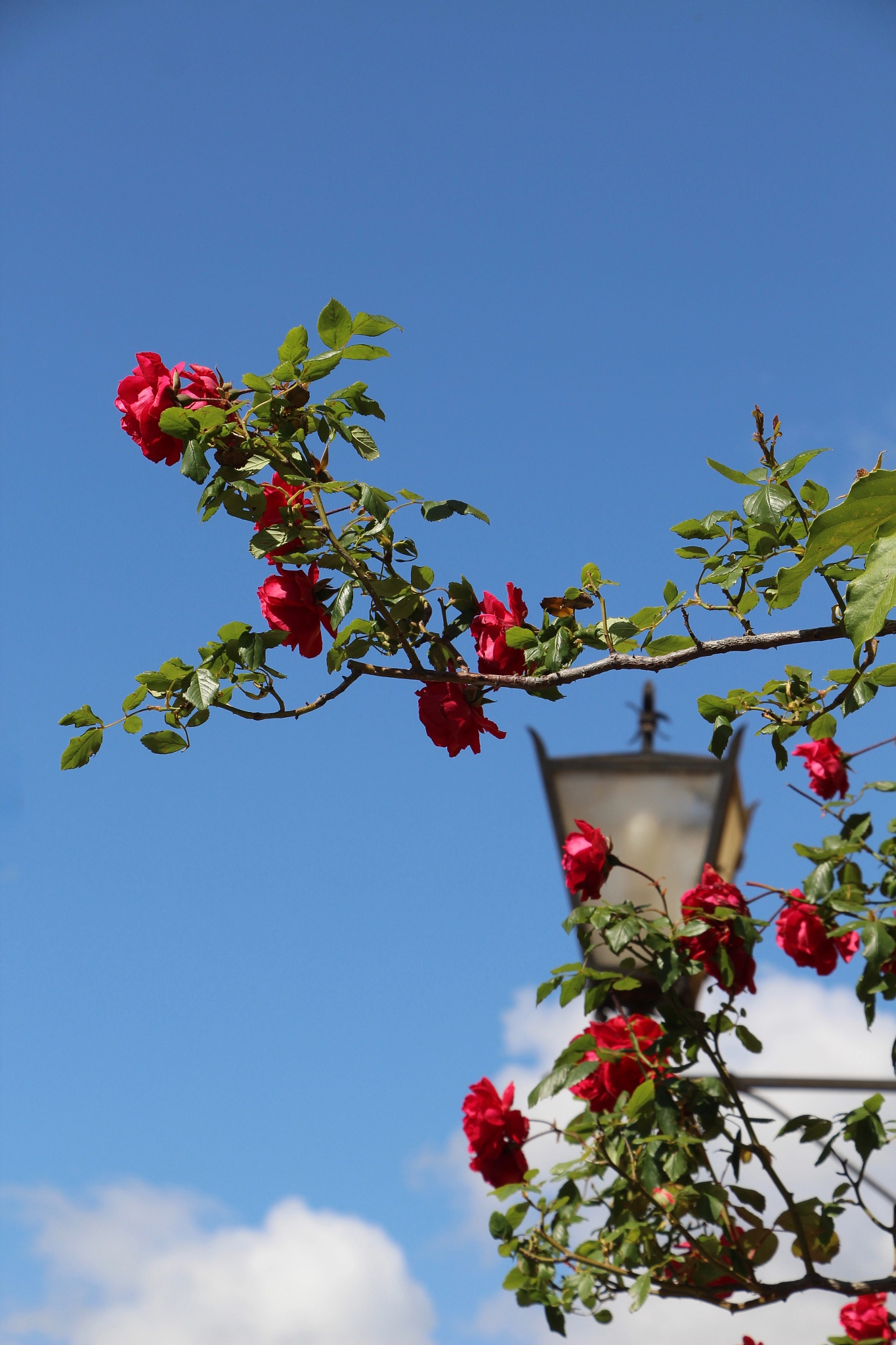Canon EF-S 18-135mm F3.5-5.6 IS STM sample photo. Flying roses photography
