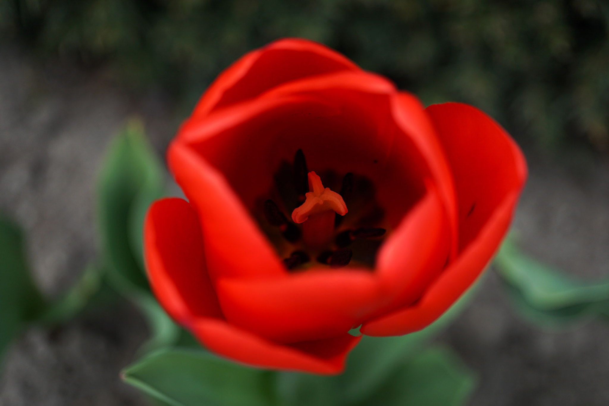 Sony a5100 + Sony E 30mm F3.5 Macro sample photo. Dsc07980.jpg photography