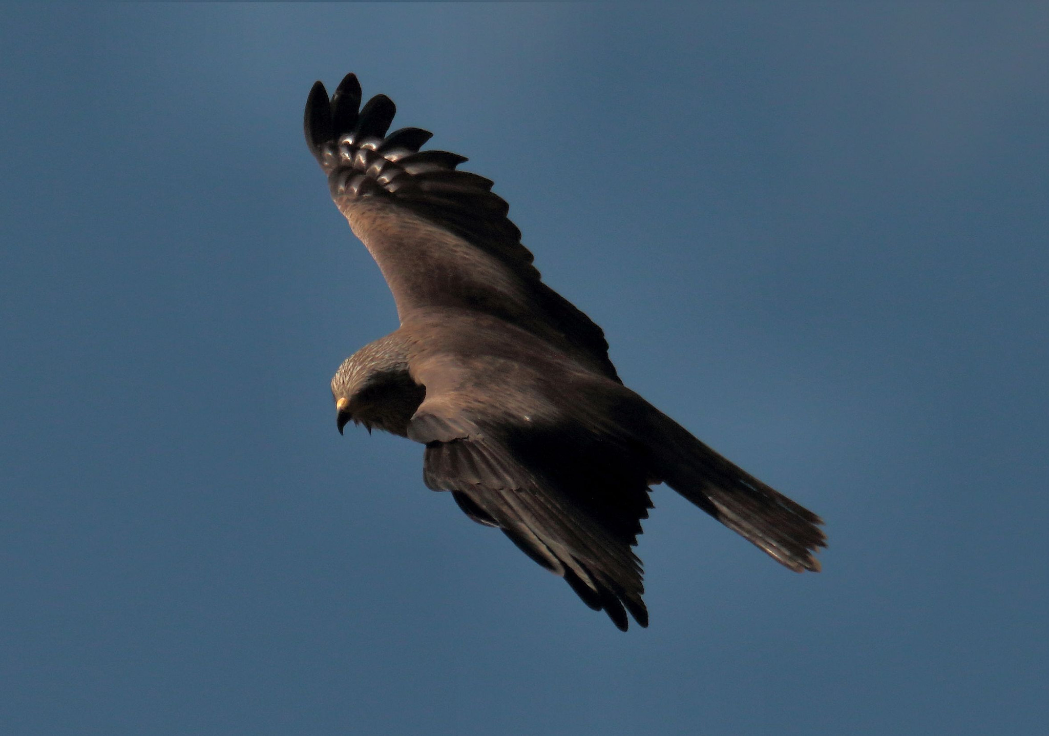 Sigma 150-600mm F5-6.3 DG OS HSM | S sample photo. Nibbio bruno - milvius migrans photography
