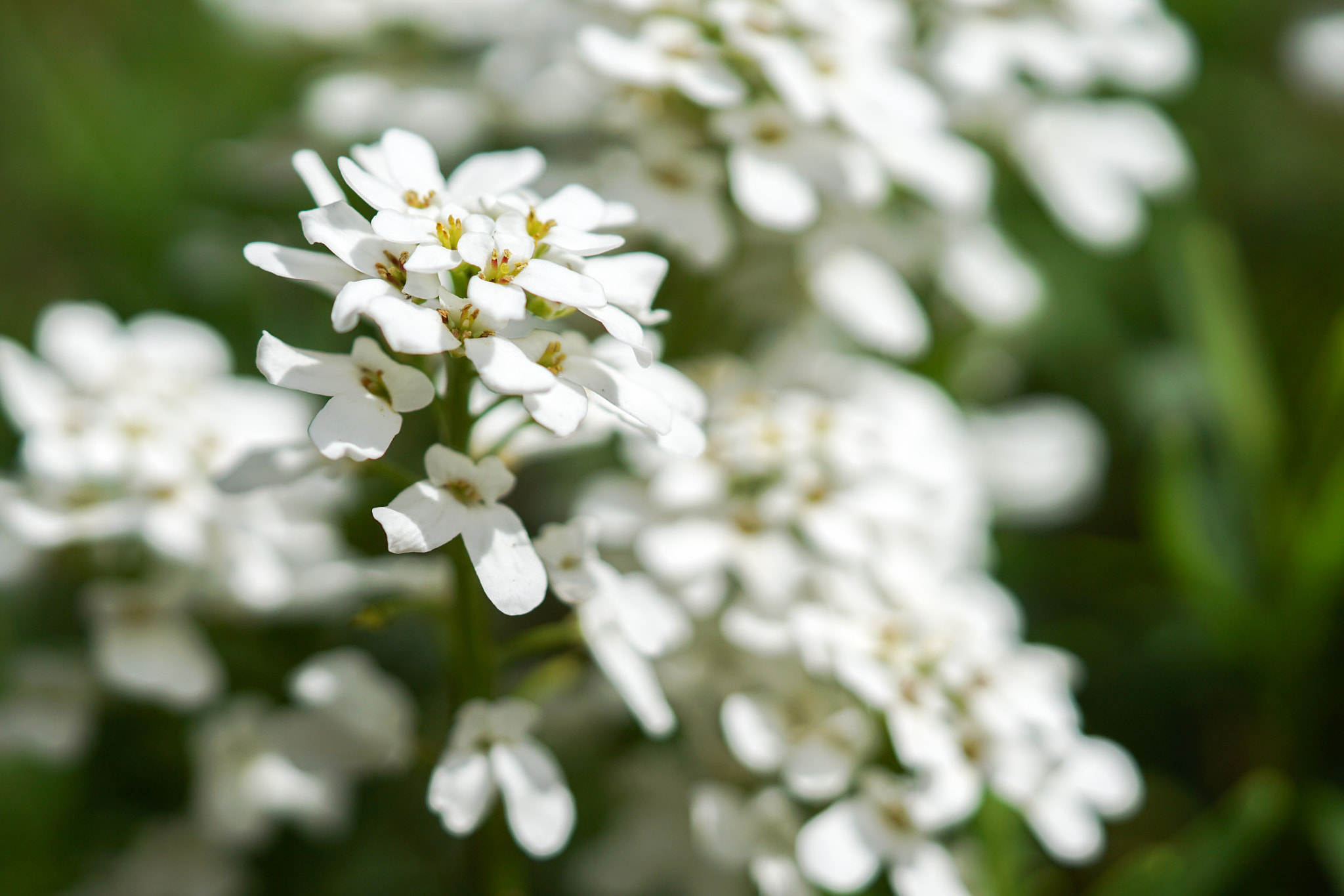 Sony FE 90mm F2.8 Macro G OSS sample photo