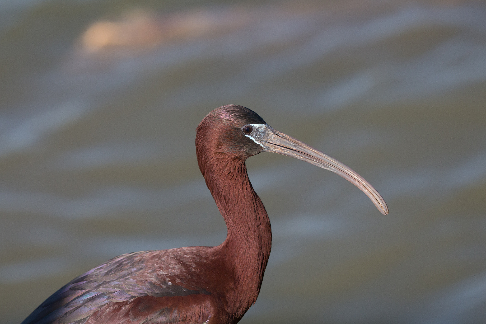 Canon EOS 650D (EOS Rebel T4i / EOS Kiss X6i) + Canon EF 100-400mm F4.5-5.6L IS USM sample photo. Glossy ibis 3 photography