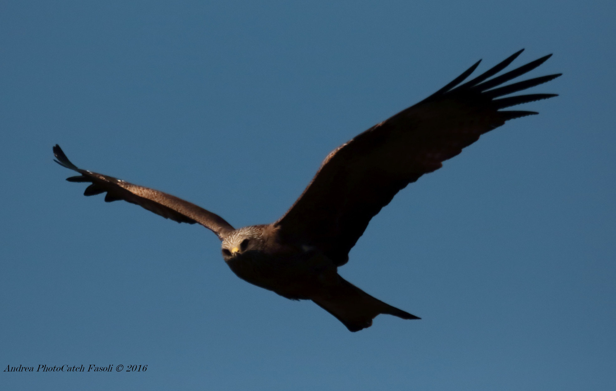Sigma 150-600mm F5-6.3 DG OS HSM | S sample photo. Nibbio bruno - milvius migrans photography