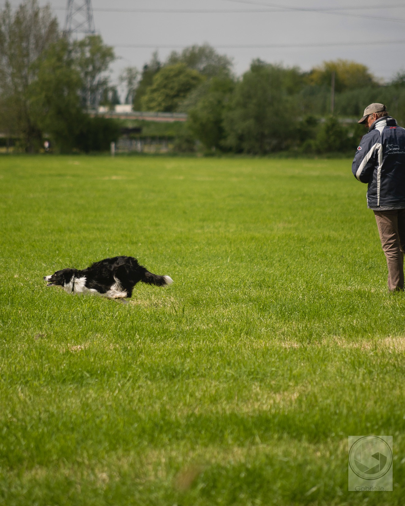 Nikon D750 + AF Nikkor 70-210mm f/4-5.6 sample photo. Border collie enjoying it's work photography