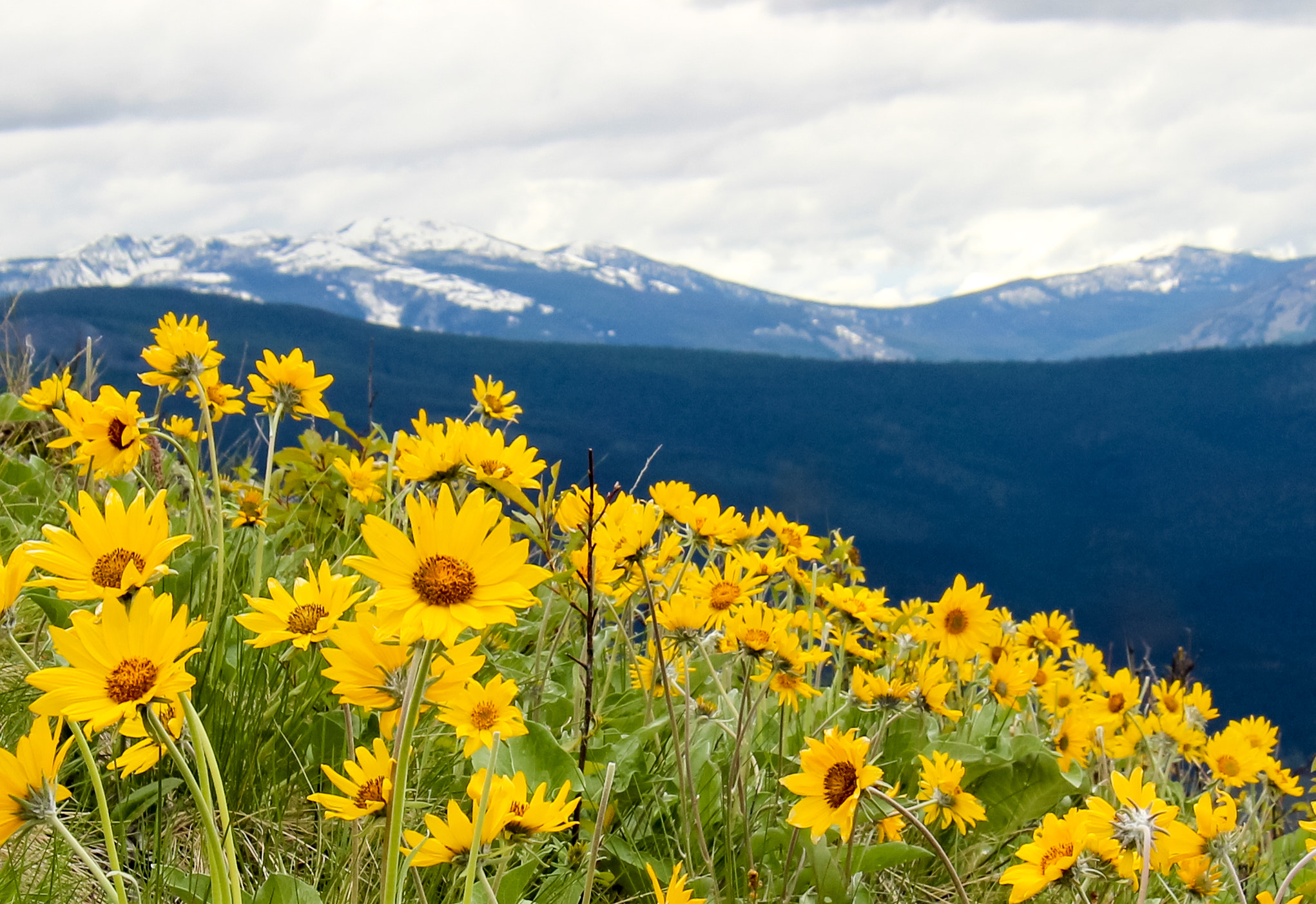 Canon EF-S 17-85mm F4-5.6 IS USM sample photo. Flowers at the bison range photography