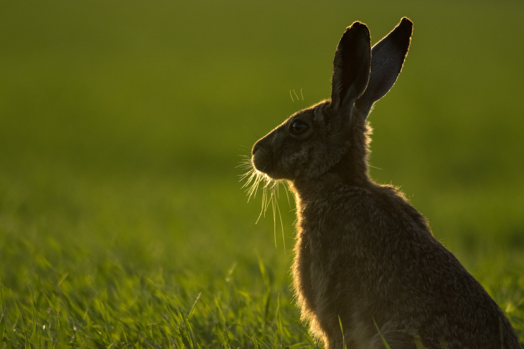 Nikon D5300 + Nikon AF-S Nikkor 300mm F4D ED-IF sample photo. Whiskers photography