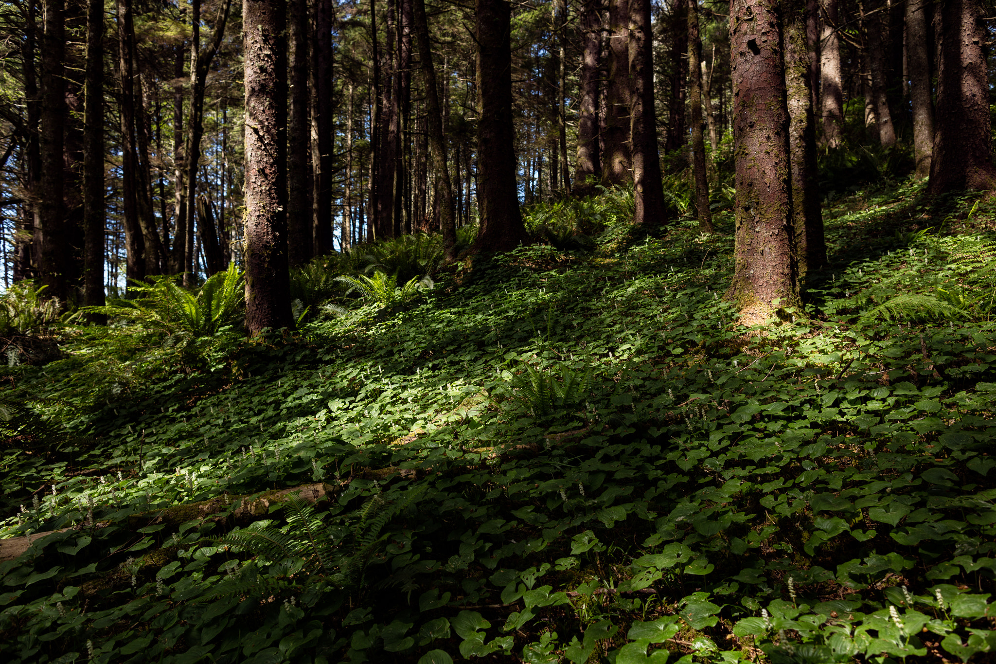 Canon EOS 5DS R + Canon EF 24mm F1.4L II USM sample photo. Forrest floor photography