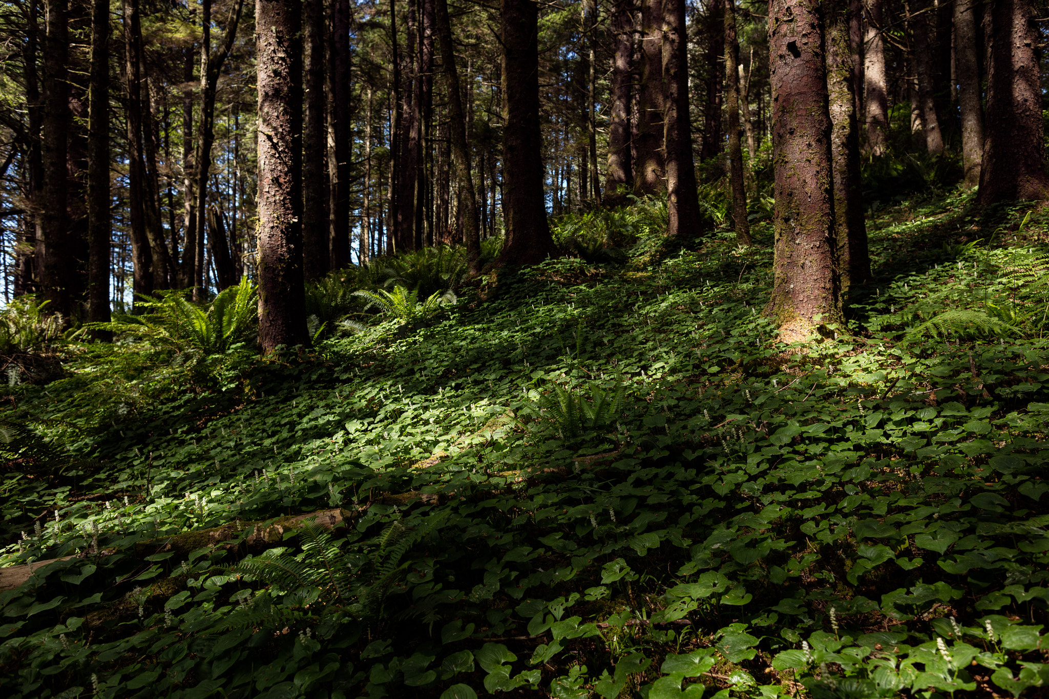 Canon EF 24mm F1.4L II USM sample photo. Forrest floor photography