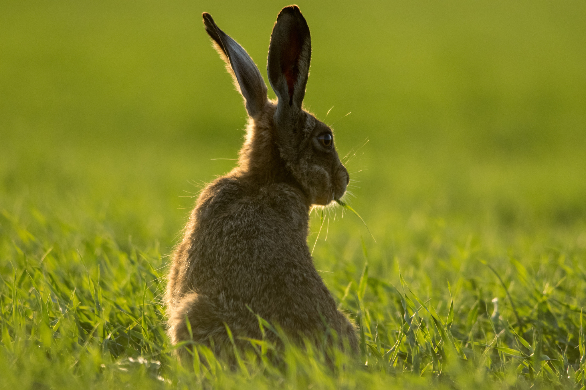 Nikon D5300 + Nikon AF-S Nikkor 300mm F4D ED-IF sample photo. Lincs leveret photography