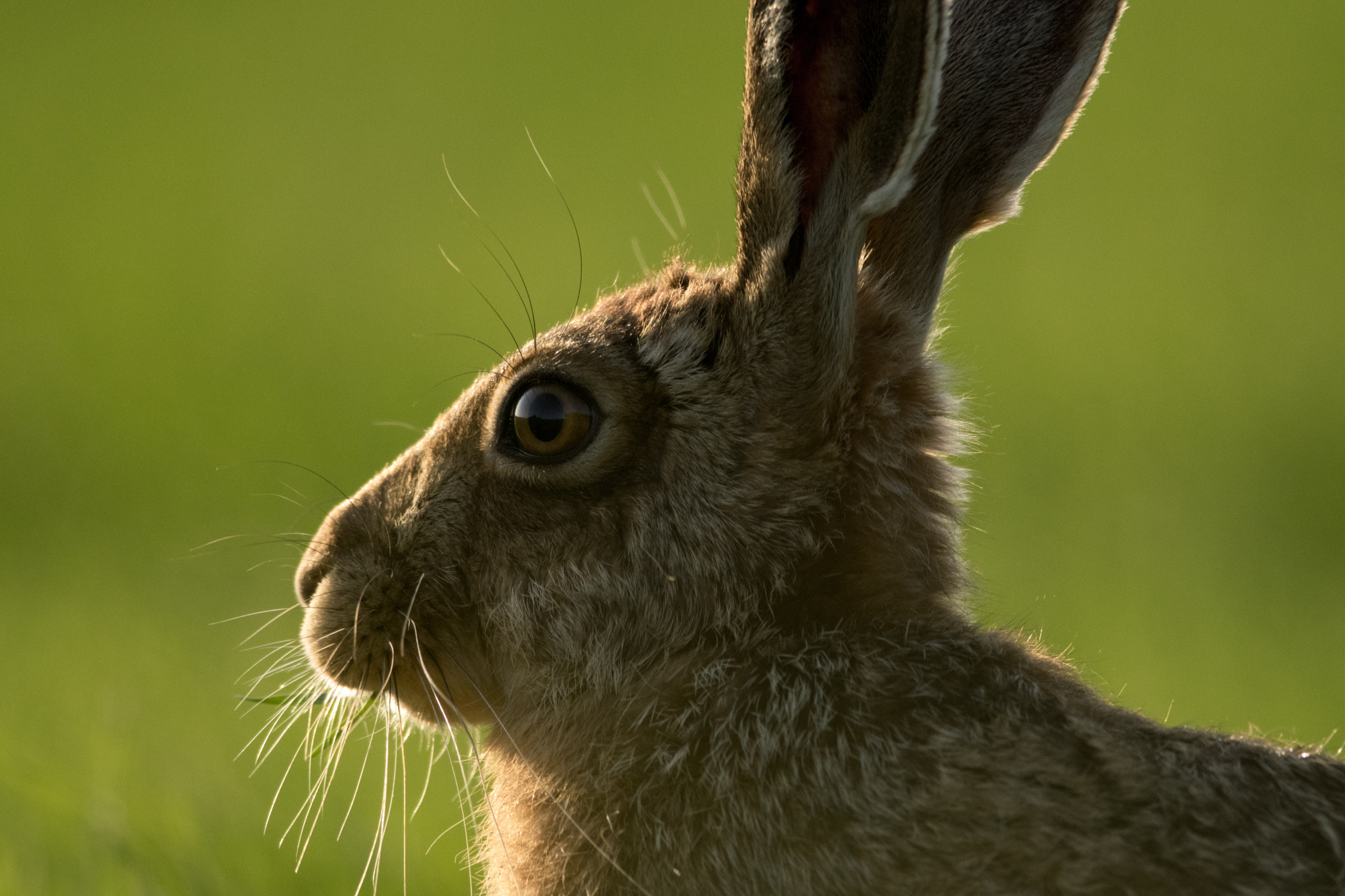 Nikon D5300 + Nikon AF-S Nikkor 300mm F4D ED-IF sample photo. Hare closeup photography