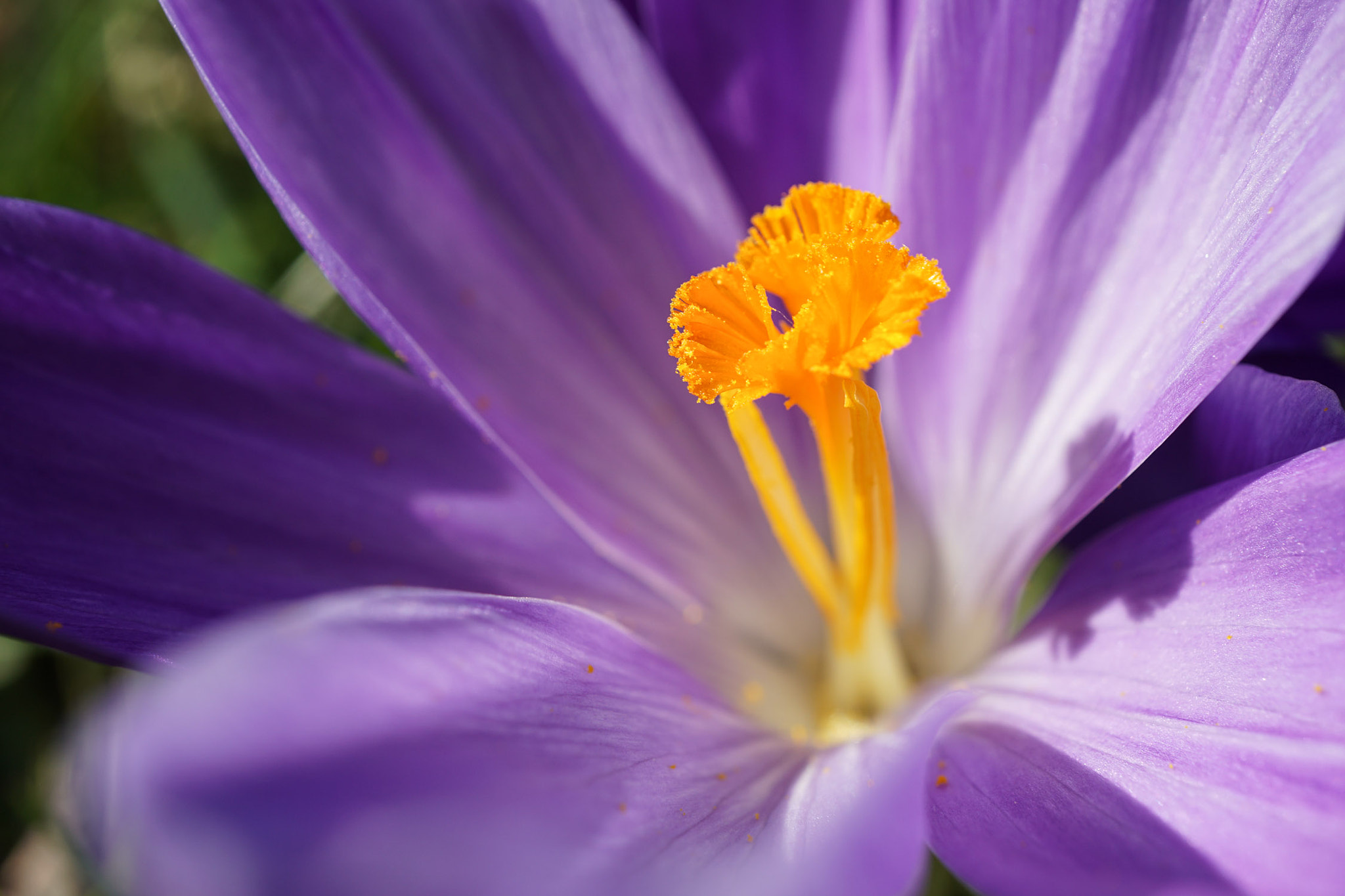 Sony a5100 + Sony E 30mm F3.5 Macro sample photo